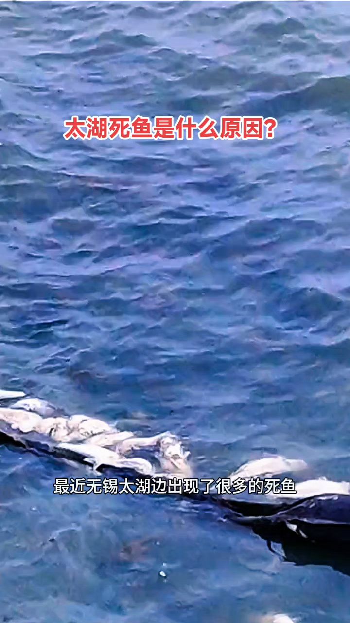 太湖死鱼到底是什么原因?会不会影响湖水的饮用?