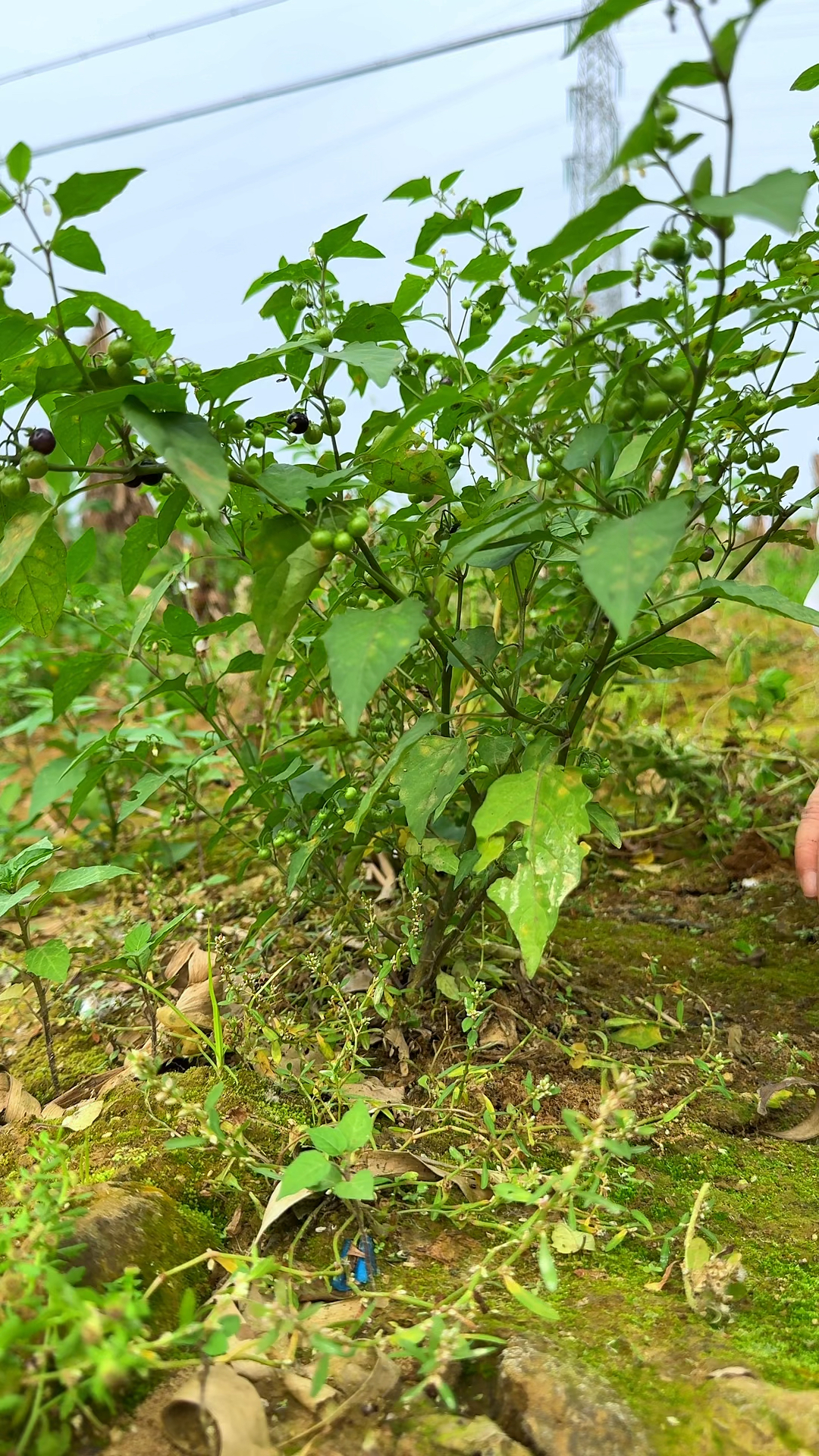 这种植物叫龙葵又名白花菜,村里人把它的根部采挖回来晒干