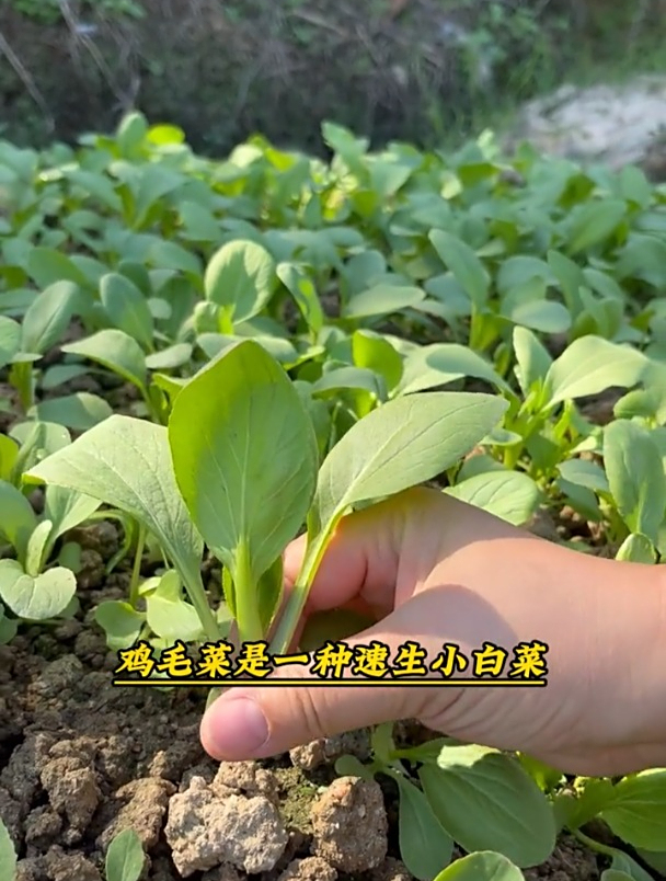 撒籽浇水长一大片,比豆腐还嫩的鸡毛菜!