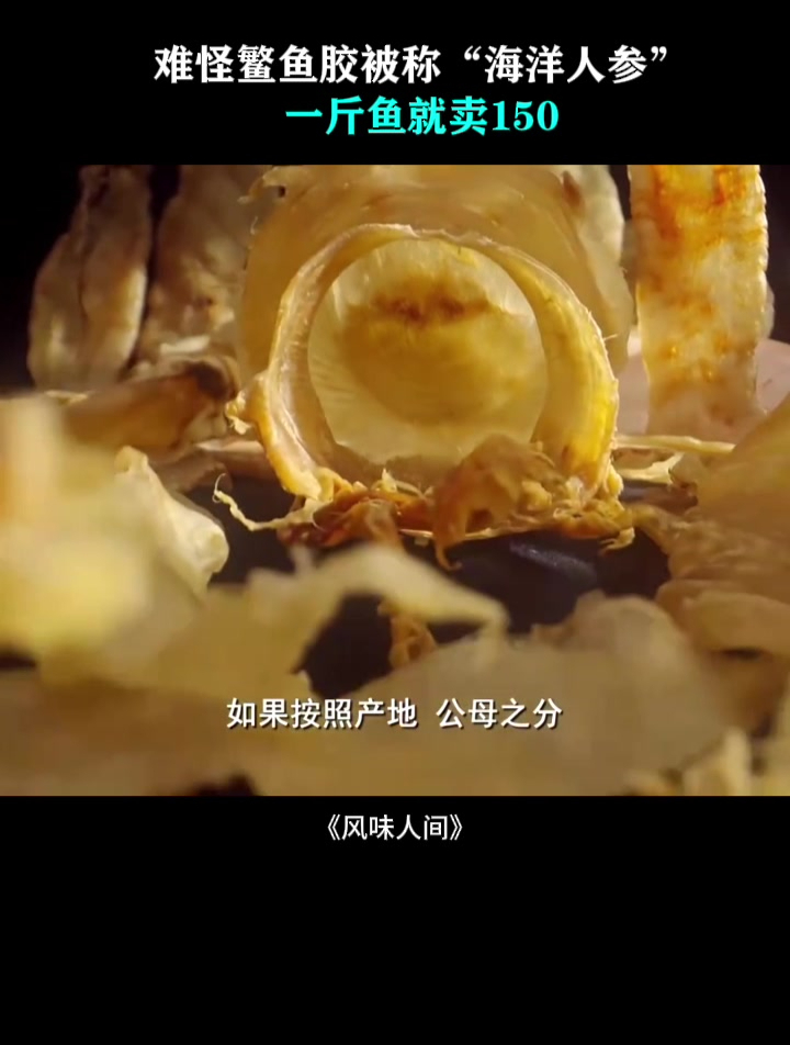 难怪鳘鱼胶被称“海洋人参”,一斤鱼就卖150,只取其中一小部分