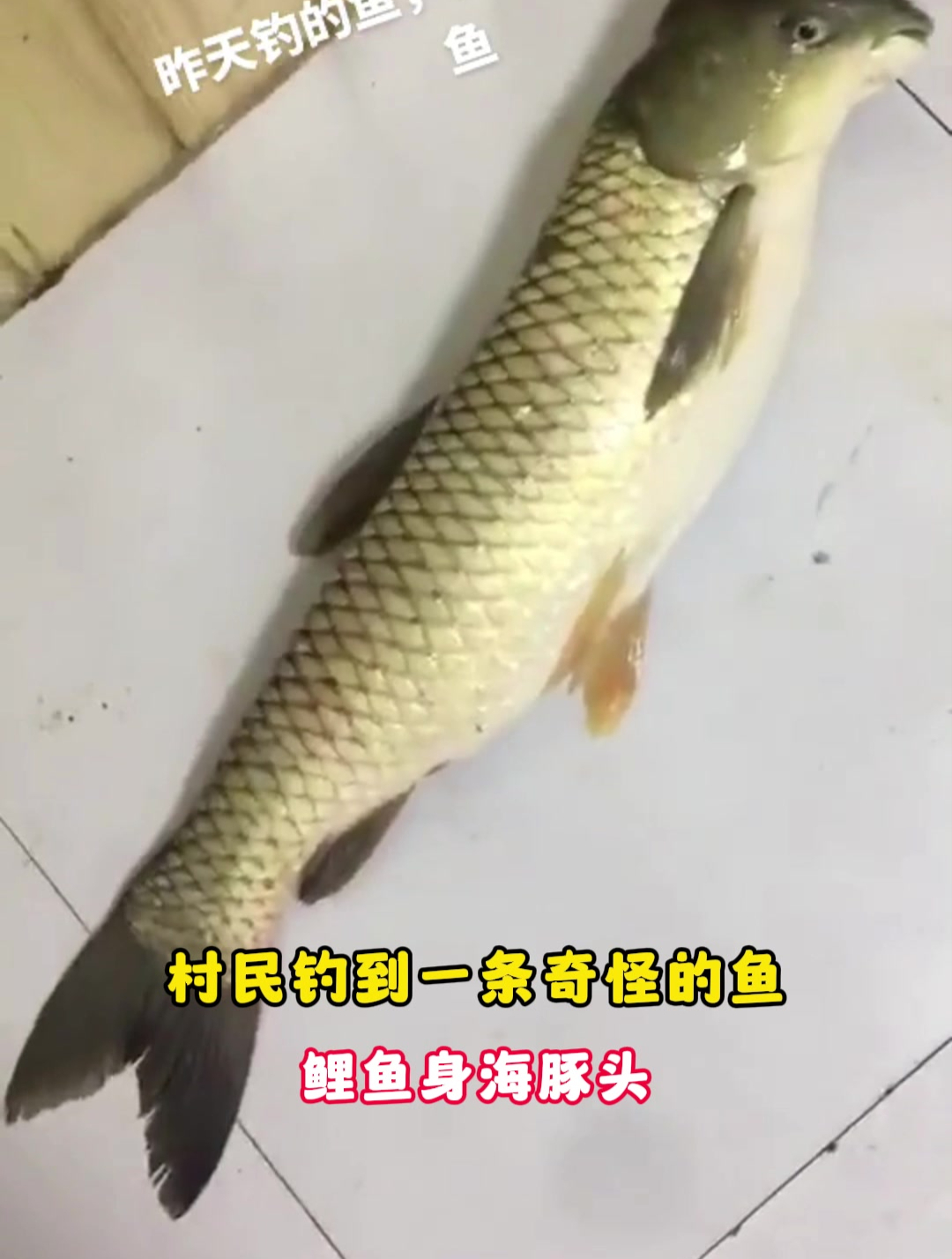 村民钓到一条奇怪的鱼,鲤鱼身海豚头