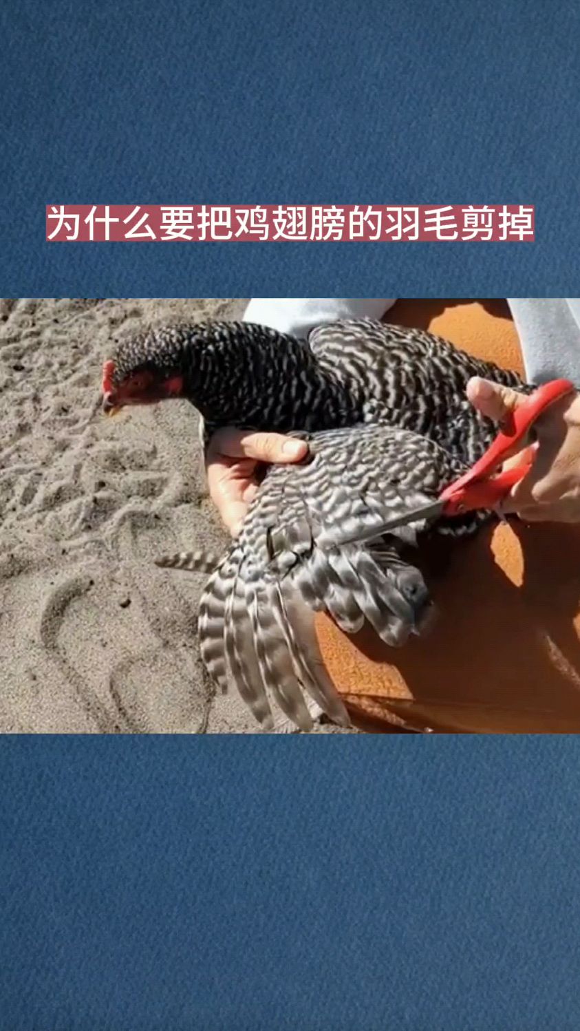 为什么要把鸡翅膀的长羽毛剪掉