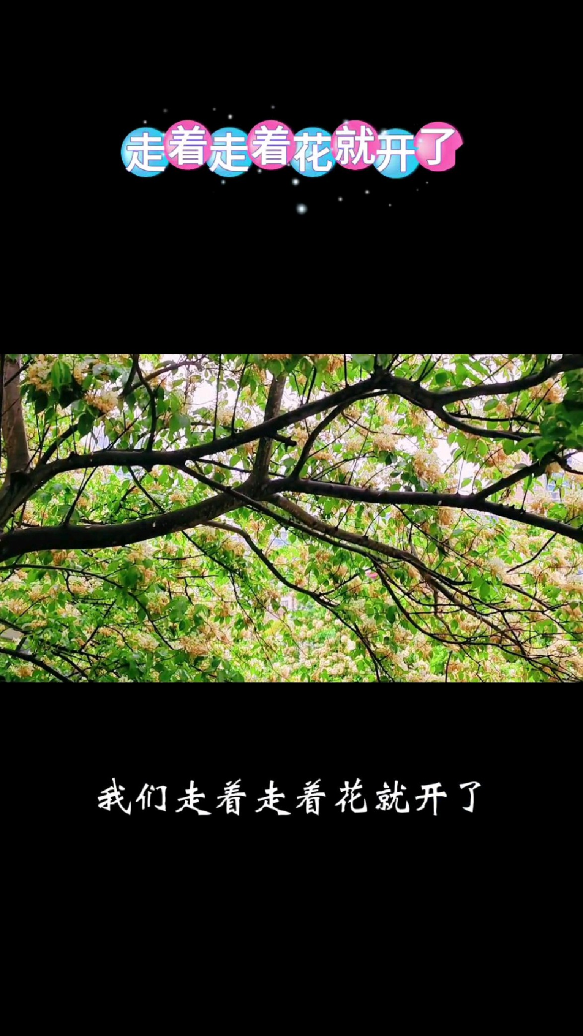 走进鱼木花海里,鱼木花静悄悄地绽放,在春风的细语中轻轻摇曳!