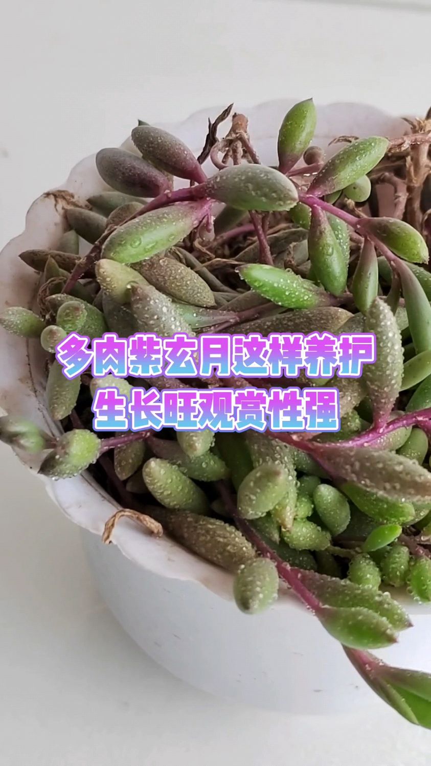 多肉紫玄月这样养护生长旺观赏性强