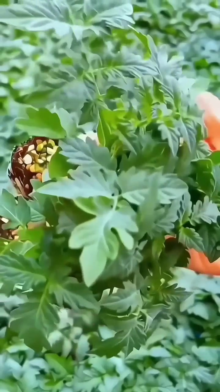 糖水黑色黑珍珠番茄种子