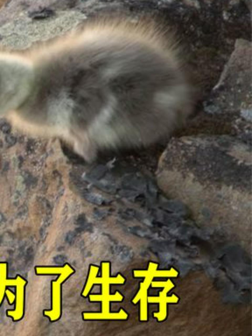 北极鹅幼崽生死跳崖:为生存,敢面对百米挑战3