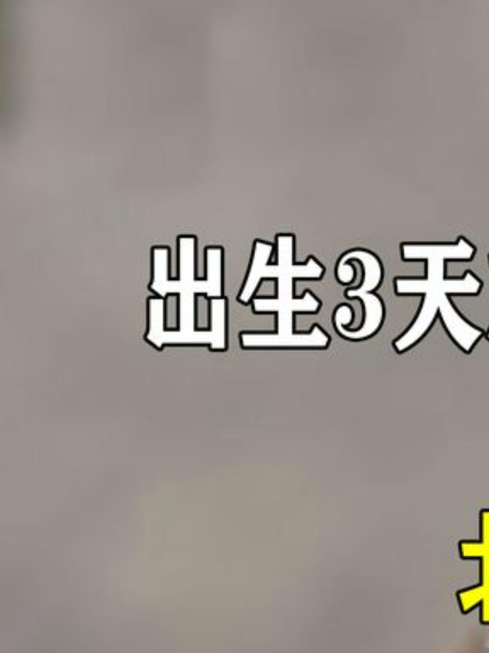 北极鹅幼崽生死跳崖:为生存,敢面对百米挑战1