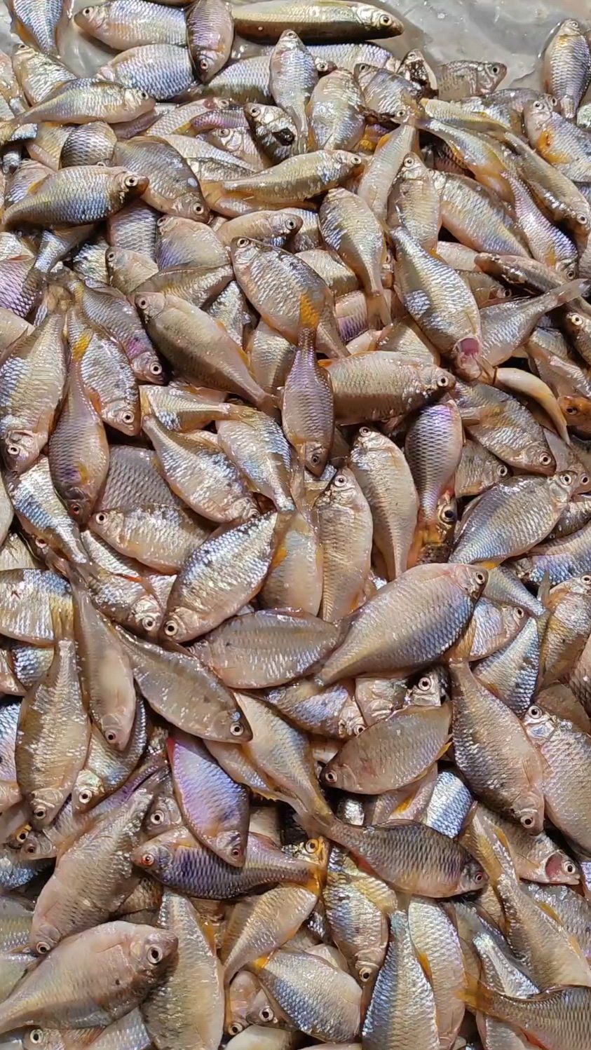 东北松花江开江鱼葫芦籽鱼,刚摘完网,嘎嘎新鲜,油炸酱焖老香啦