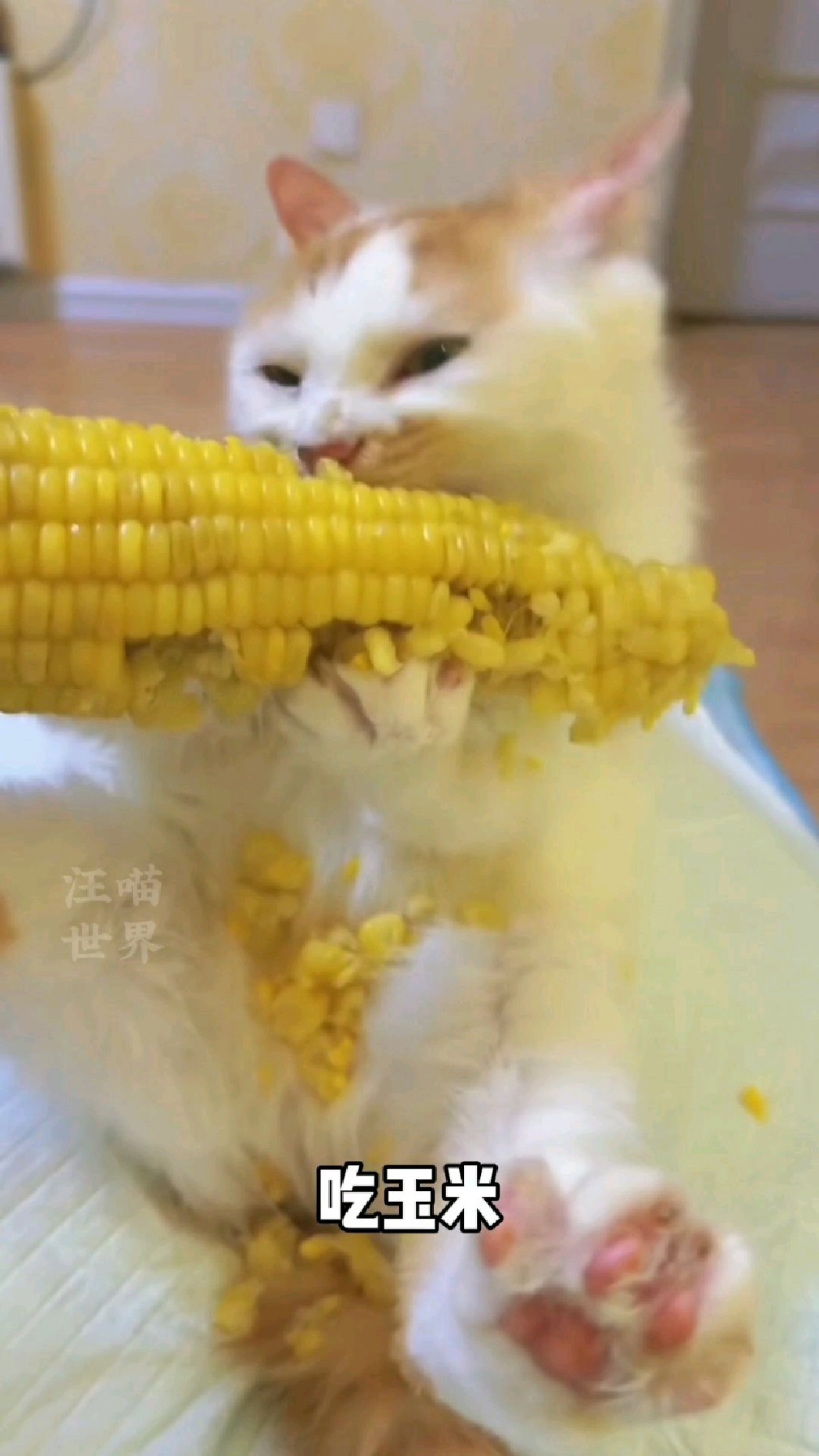 猫咪吃玉米吃出了表情包