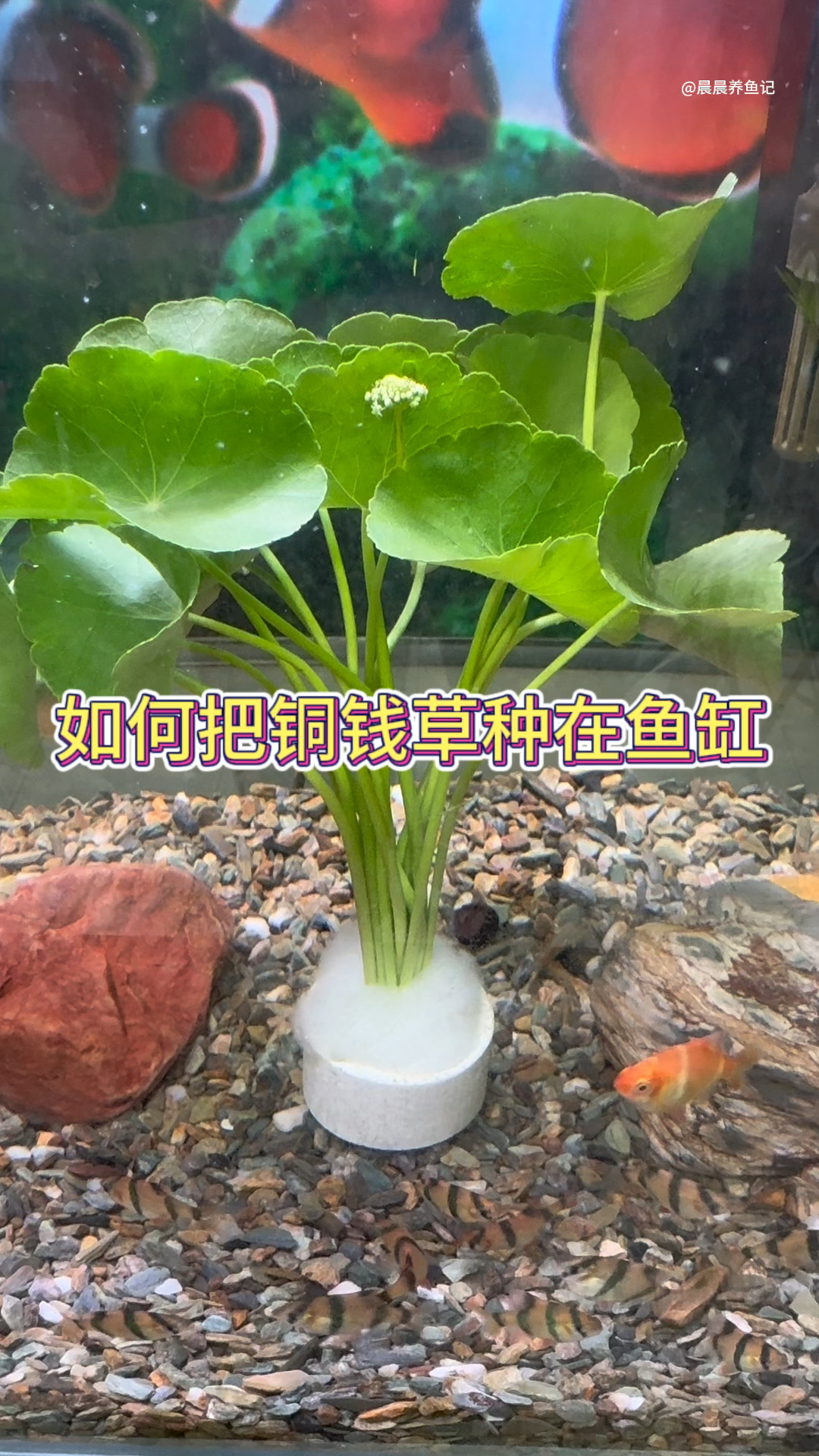 如何把铜钱草种在鱼缸#铜钱草 #水族 #水培植物