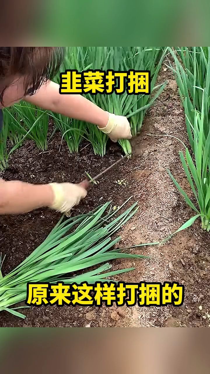 韭菜打捆,原来这样打捆的!