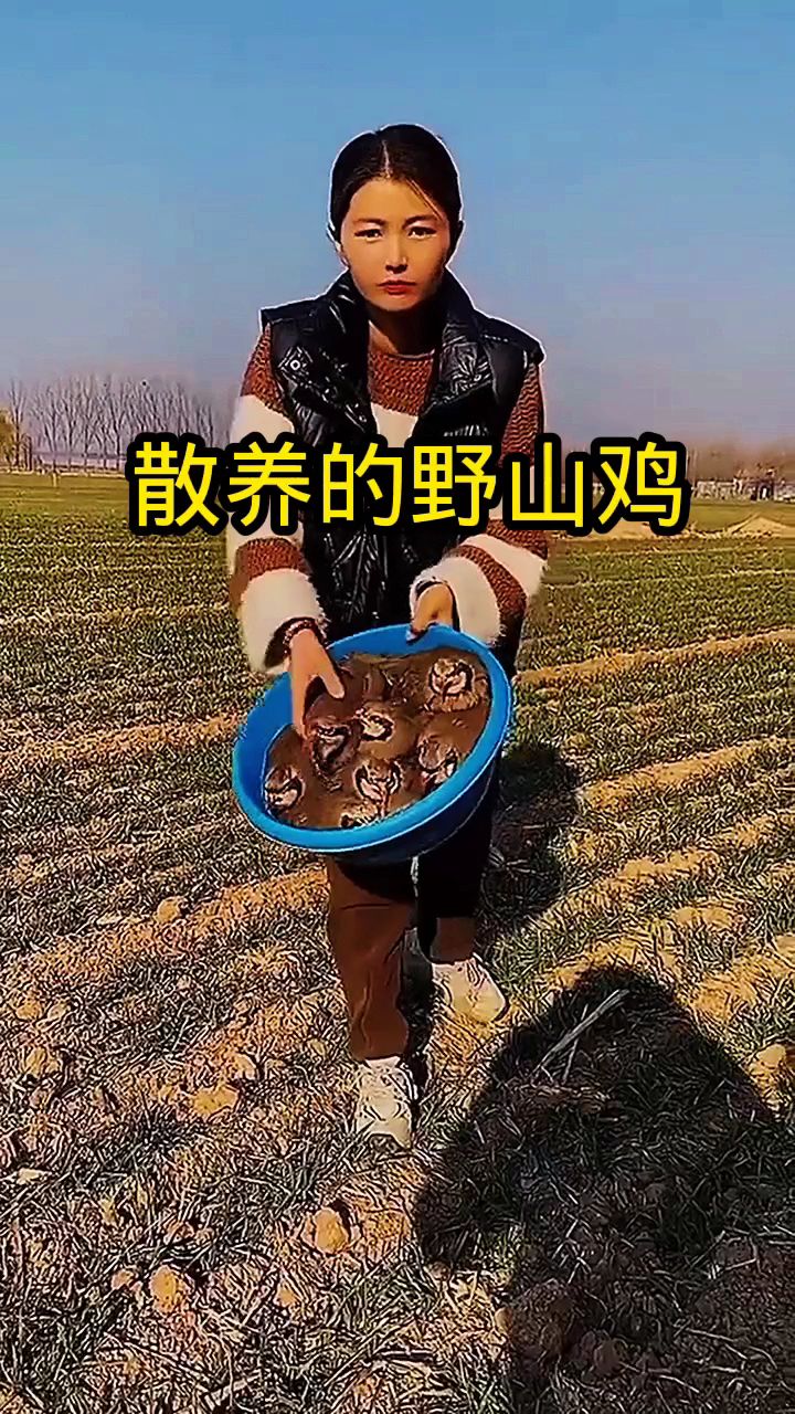 散养的野山鸡,太听话了