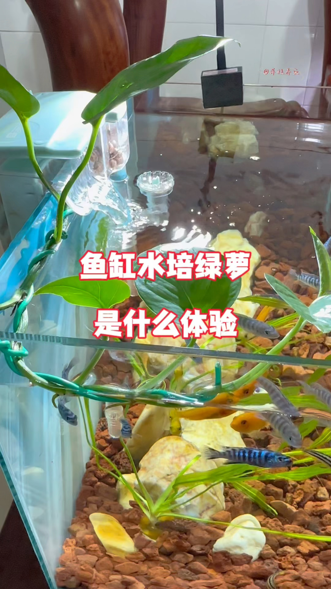 鱼缸水缸绿萝是什么体验#水族 #鱼缸里的大自然 #水培植物