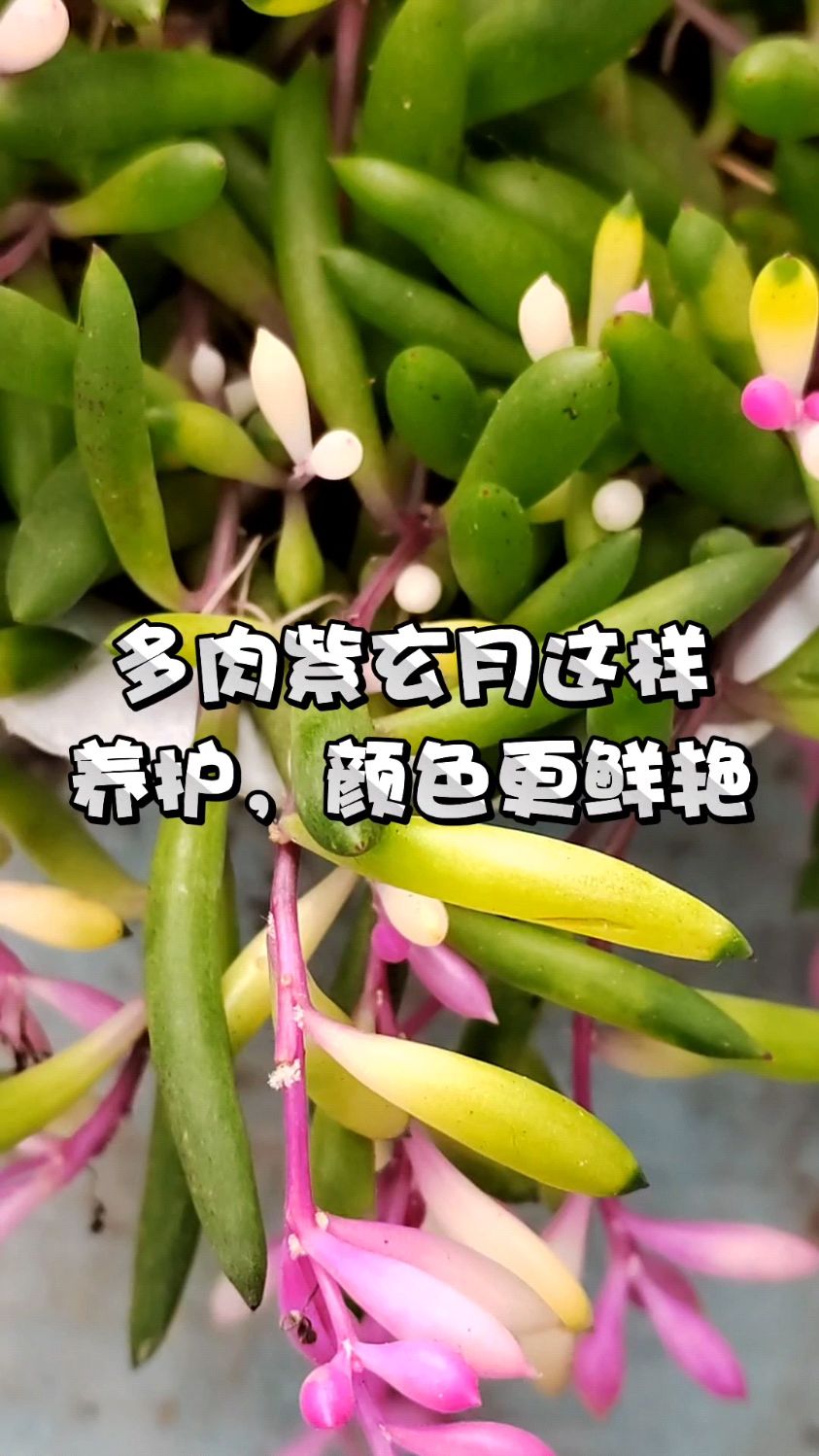 多肉紫玄月这样养护,颜色更鲜艳