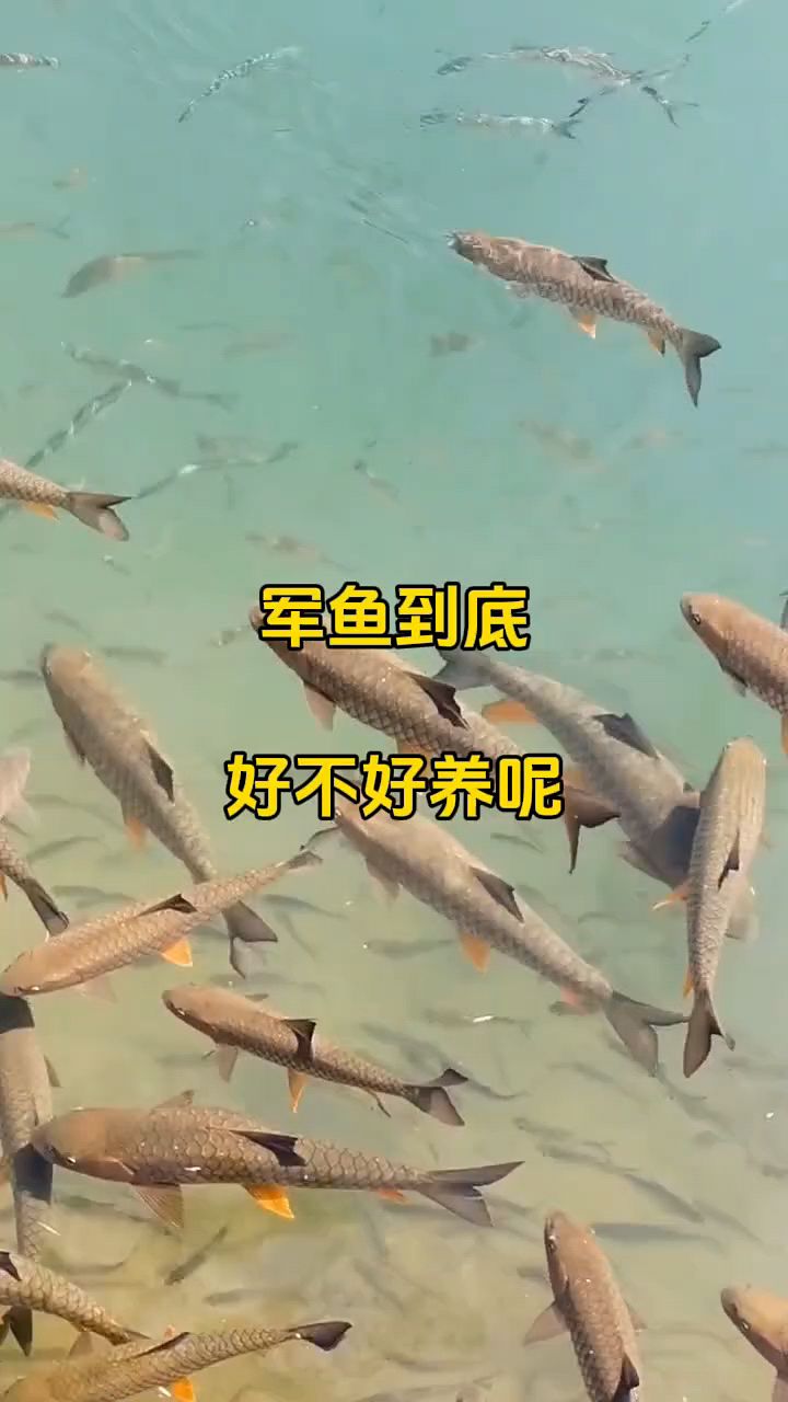 军鱼到底好不好养呢