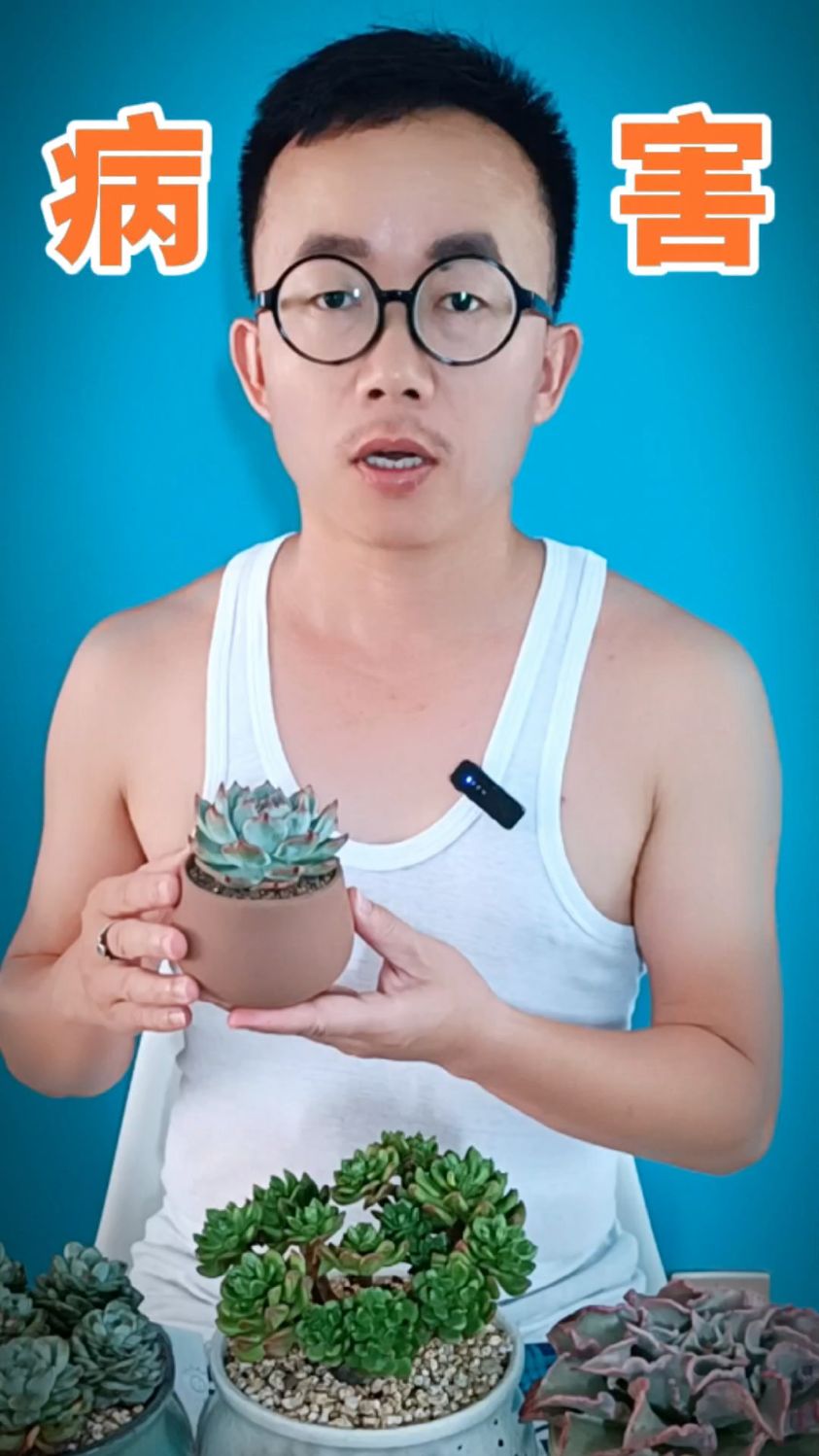 多肉生病怎么办?