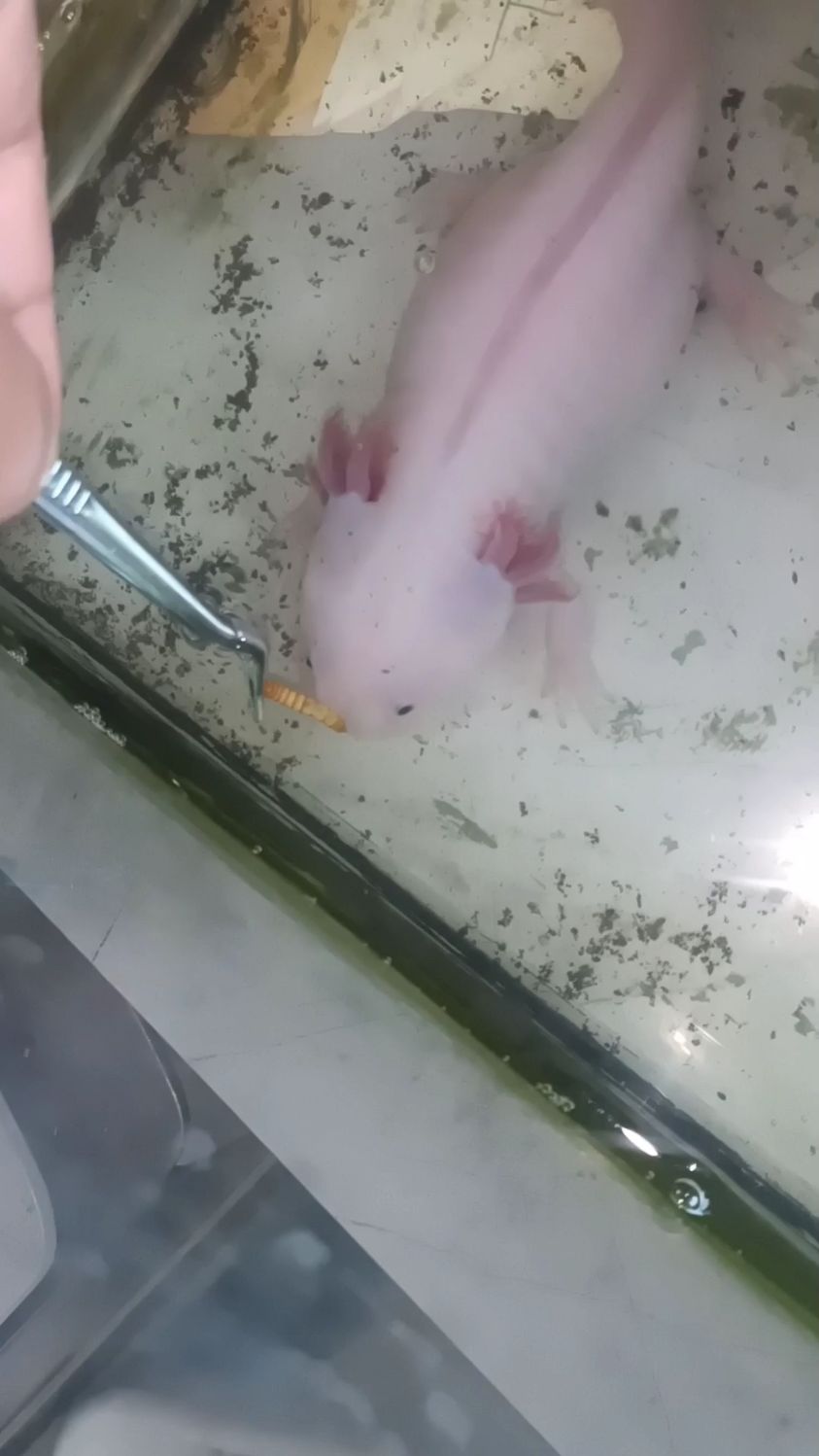 喂喂我家六角龙,挺爱吃面包虫哈!