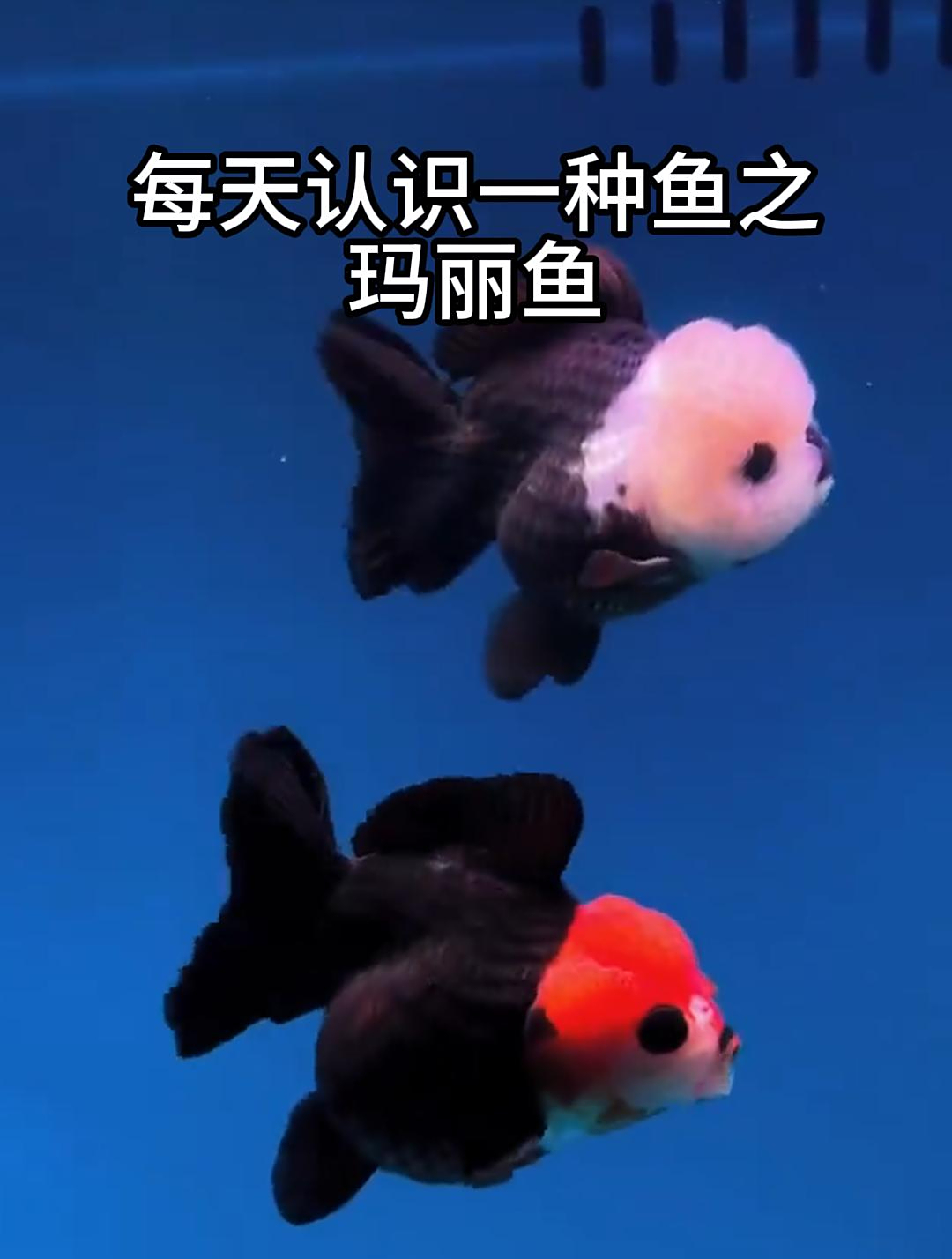 每天认识一种鱼之玛丽鱼