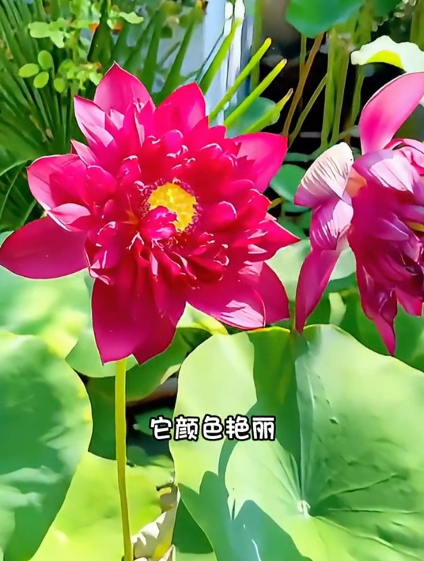 重瓣荷花开爆盆了,美得不像话!