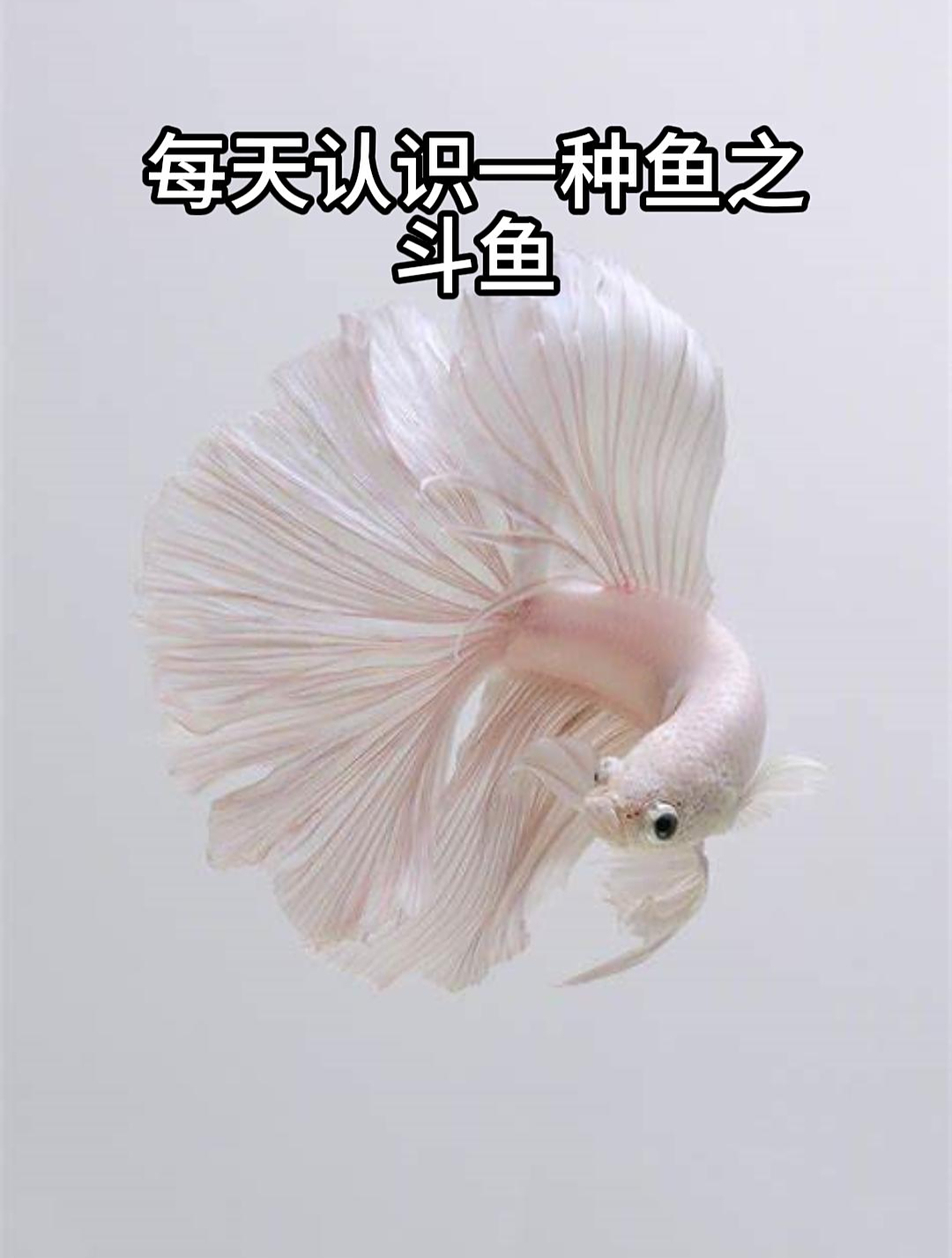 每天认识一种鱼之斗鱼