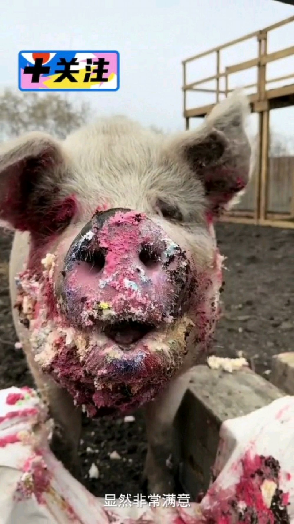 小伙给猪过生日,买了很多蛋糕