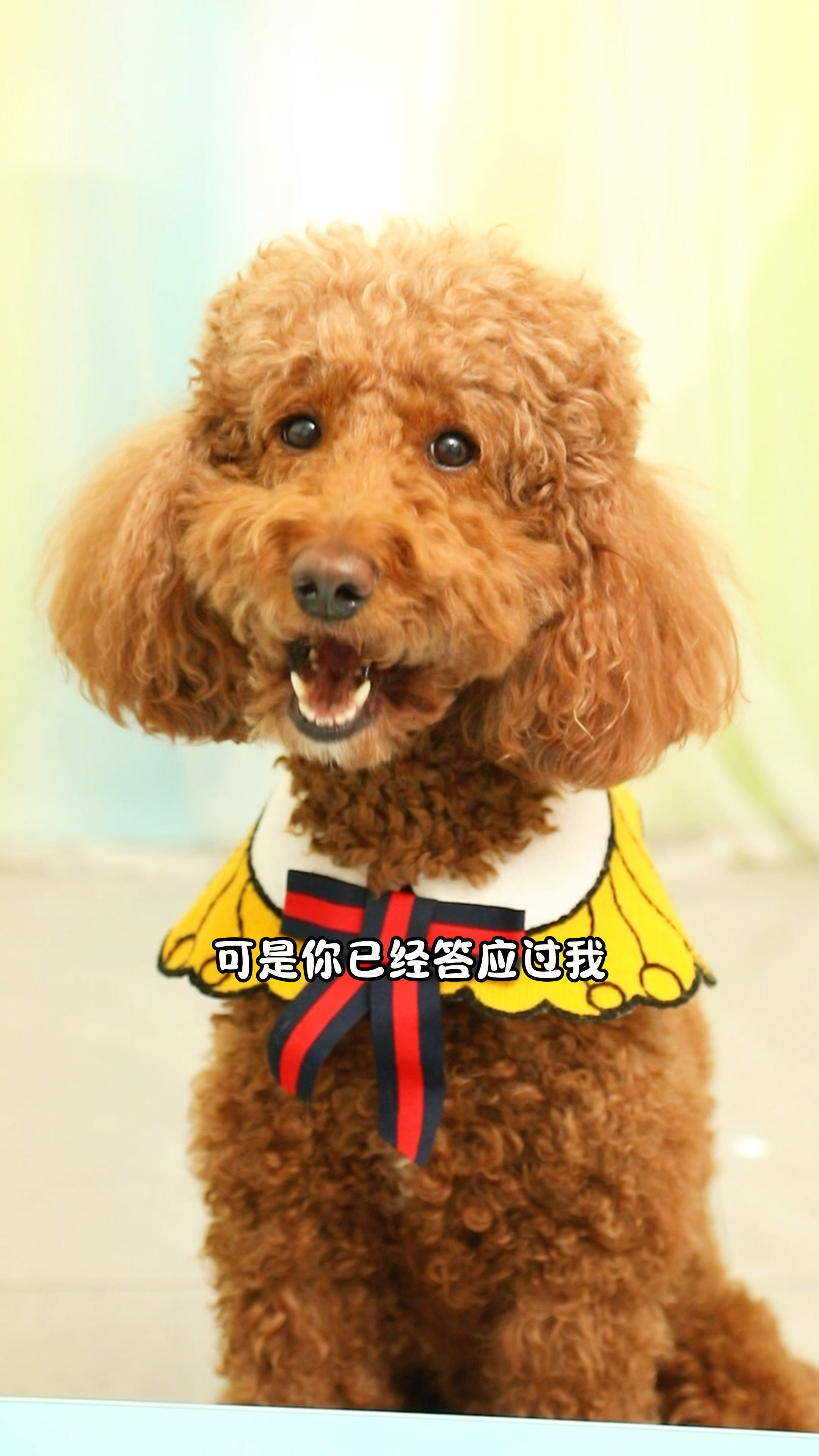 狗粮真的比蛋糕好吃吗