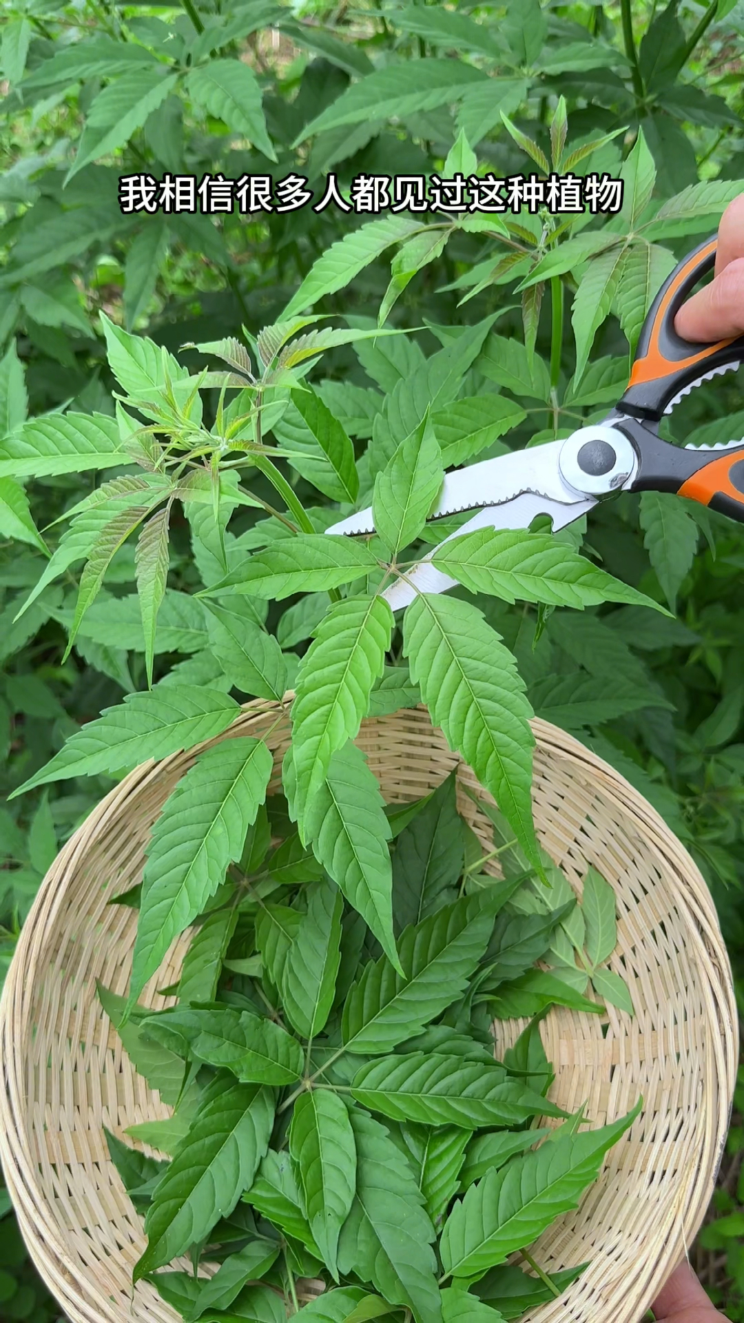黄荆,通常长有五片叶子,见过这种植物吗?农村人常剪取它的叶子