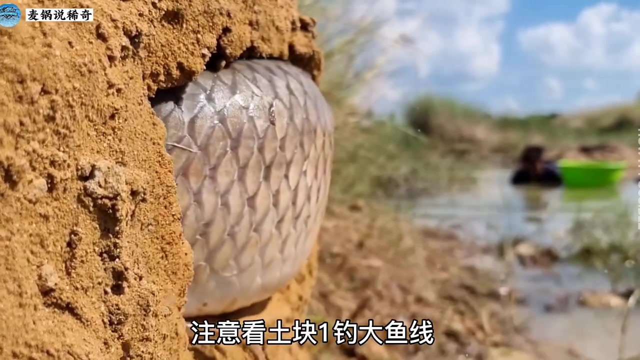 在野外忙碌的小哥,意外发现了大尖嘴鱼,赶紧过去抓获