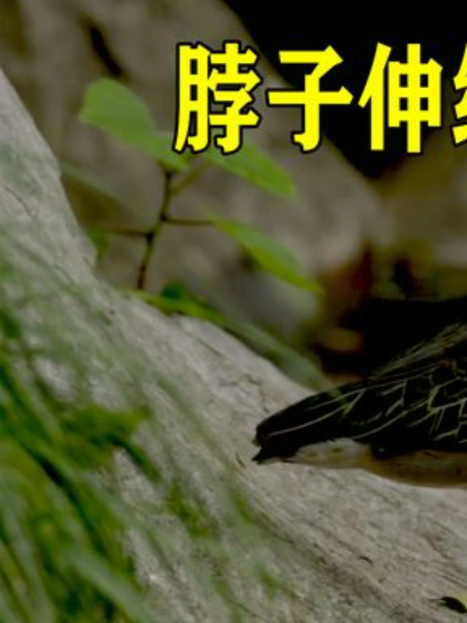 绿鹭:鸟界钓鱼高手,生存技能爆表!1