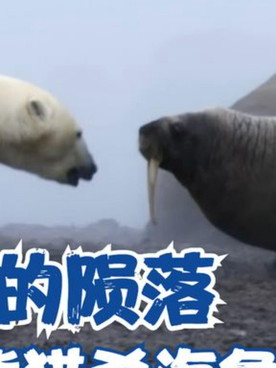 北极熊与海象的生死较量:冰川融化背后的生态警钟2