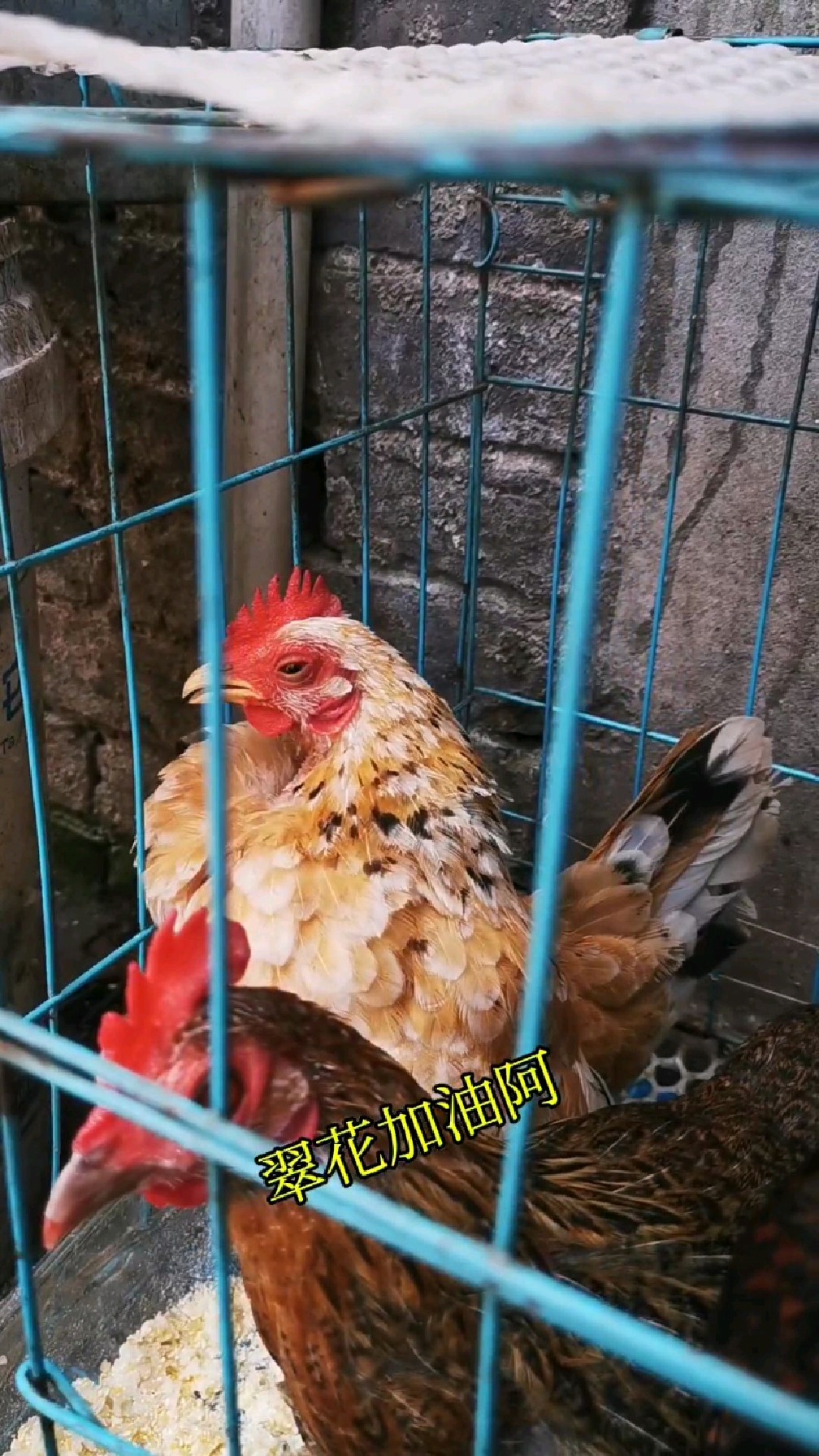 抓拍到母鸡下蛋、我看着都在为母鸡用力、我为什么会有这样的反应
