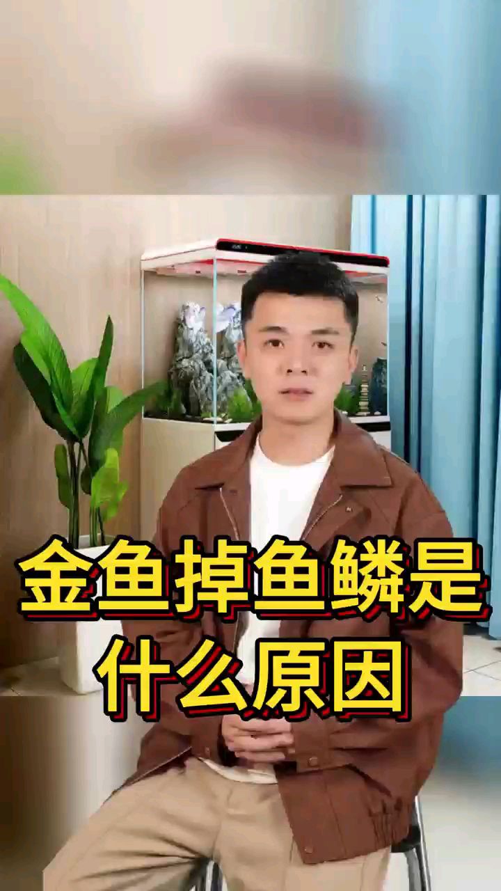 金鱼掉鱼鳞是什么原因
