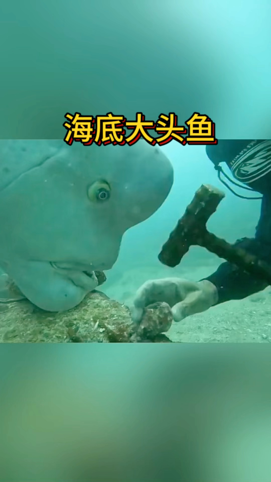 海底大头鱼,太有见了