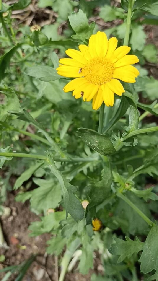 金黄色的茼蒿菜花