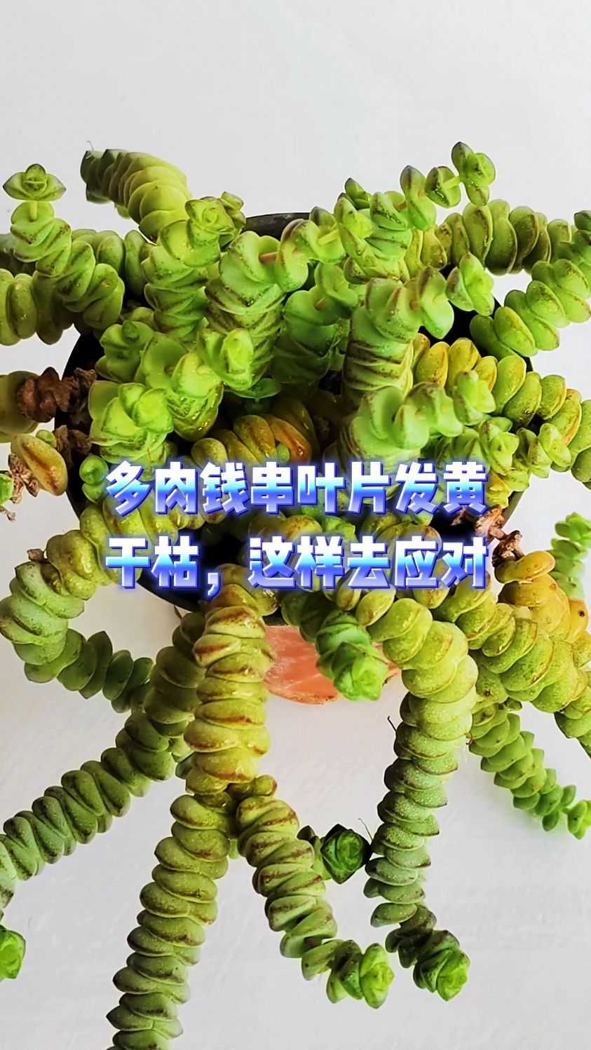 多肉钱串叶片发黄干枯,这样去应对