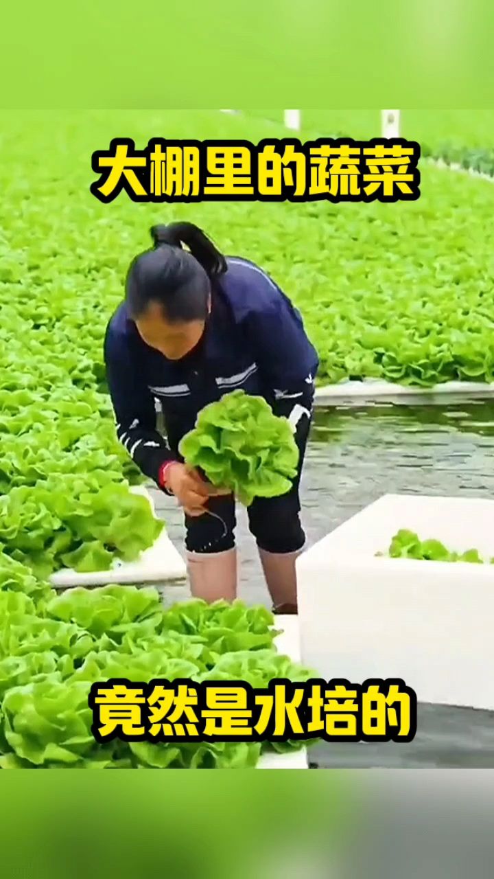 大棚里的蔬菜,竟然是水培的!