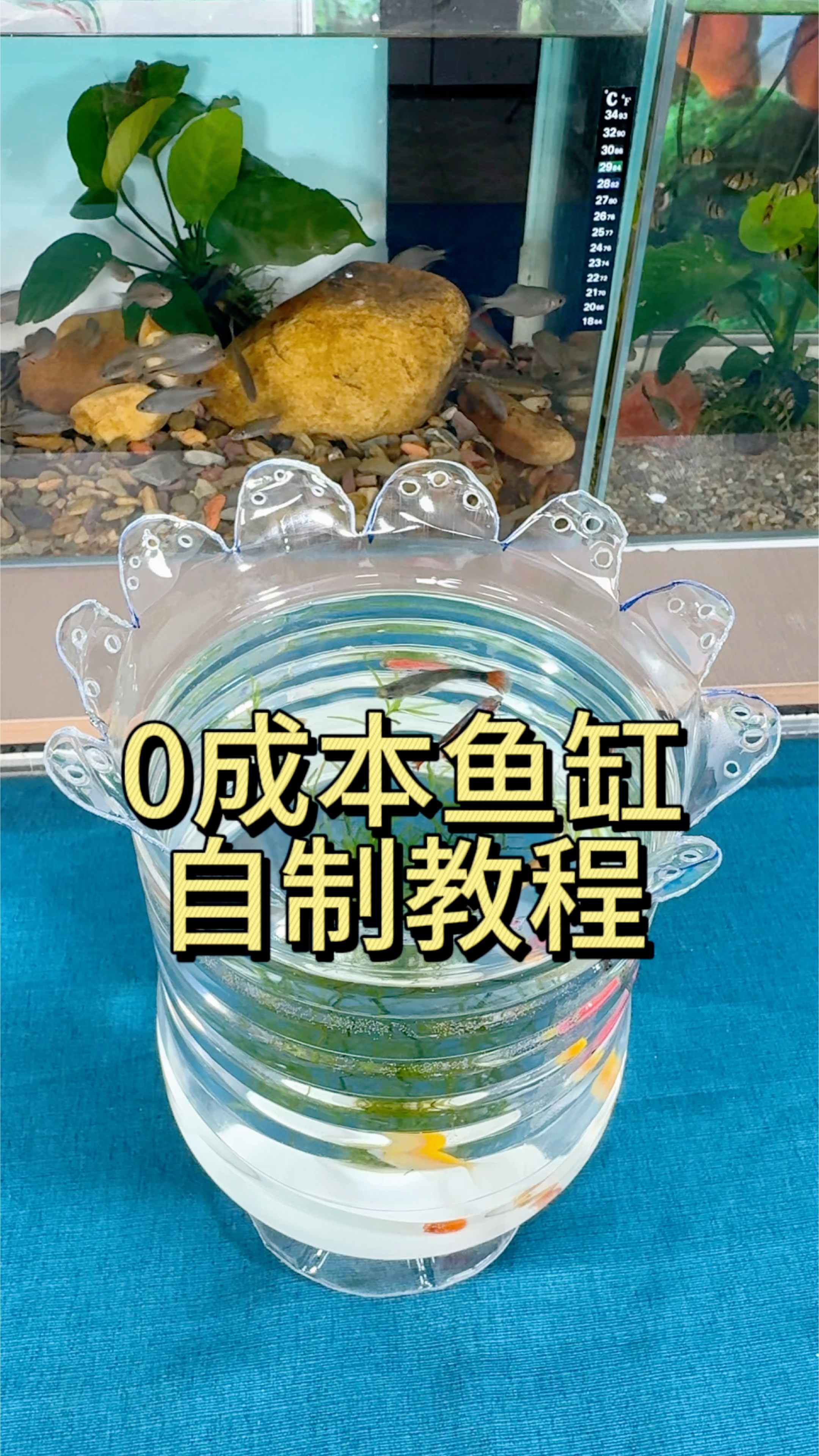 不花一分钱教你自制矿泉水桶鱼缸#观赏鱼 #养鱼日记 #手工diy