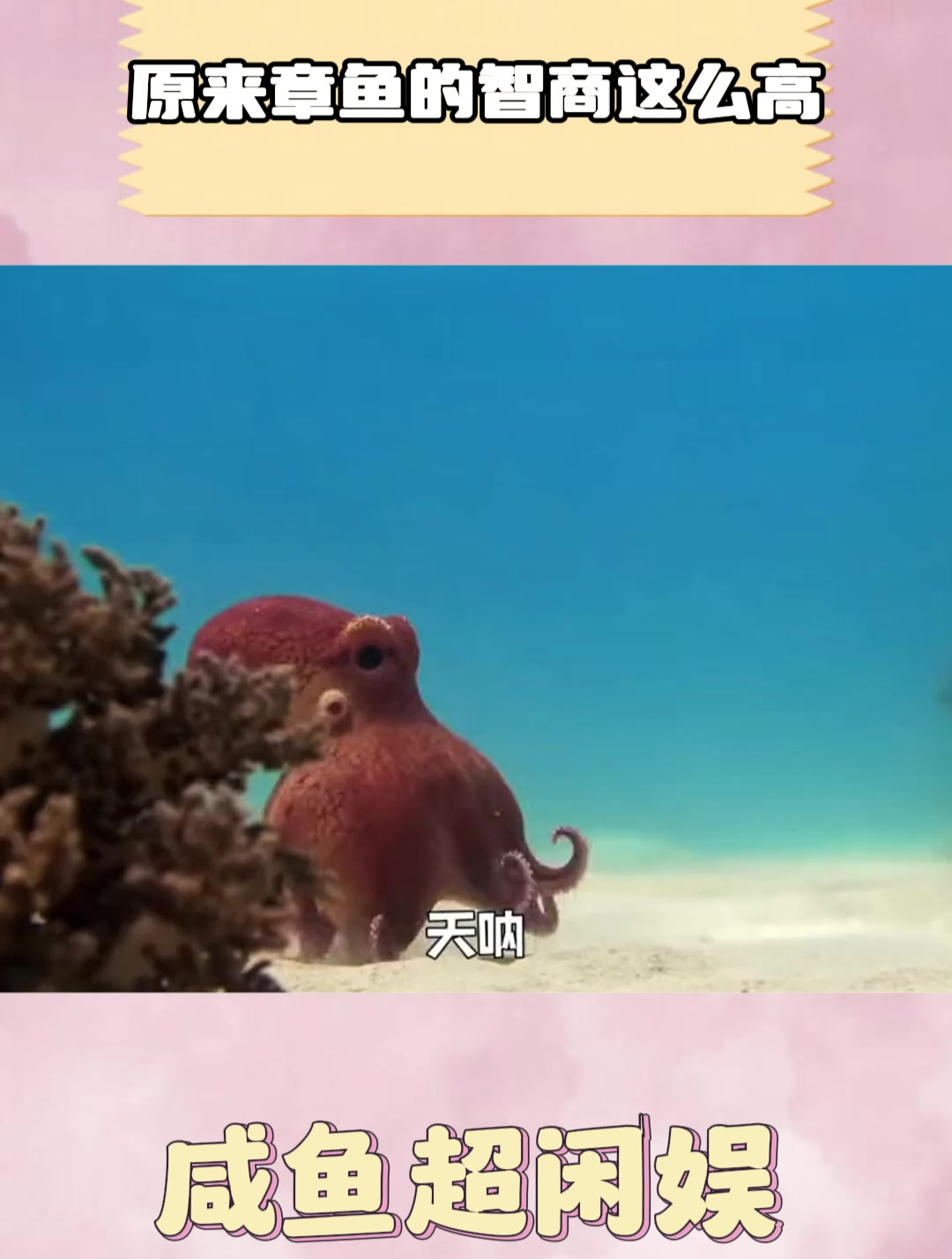 原来章鱼的智商这么高