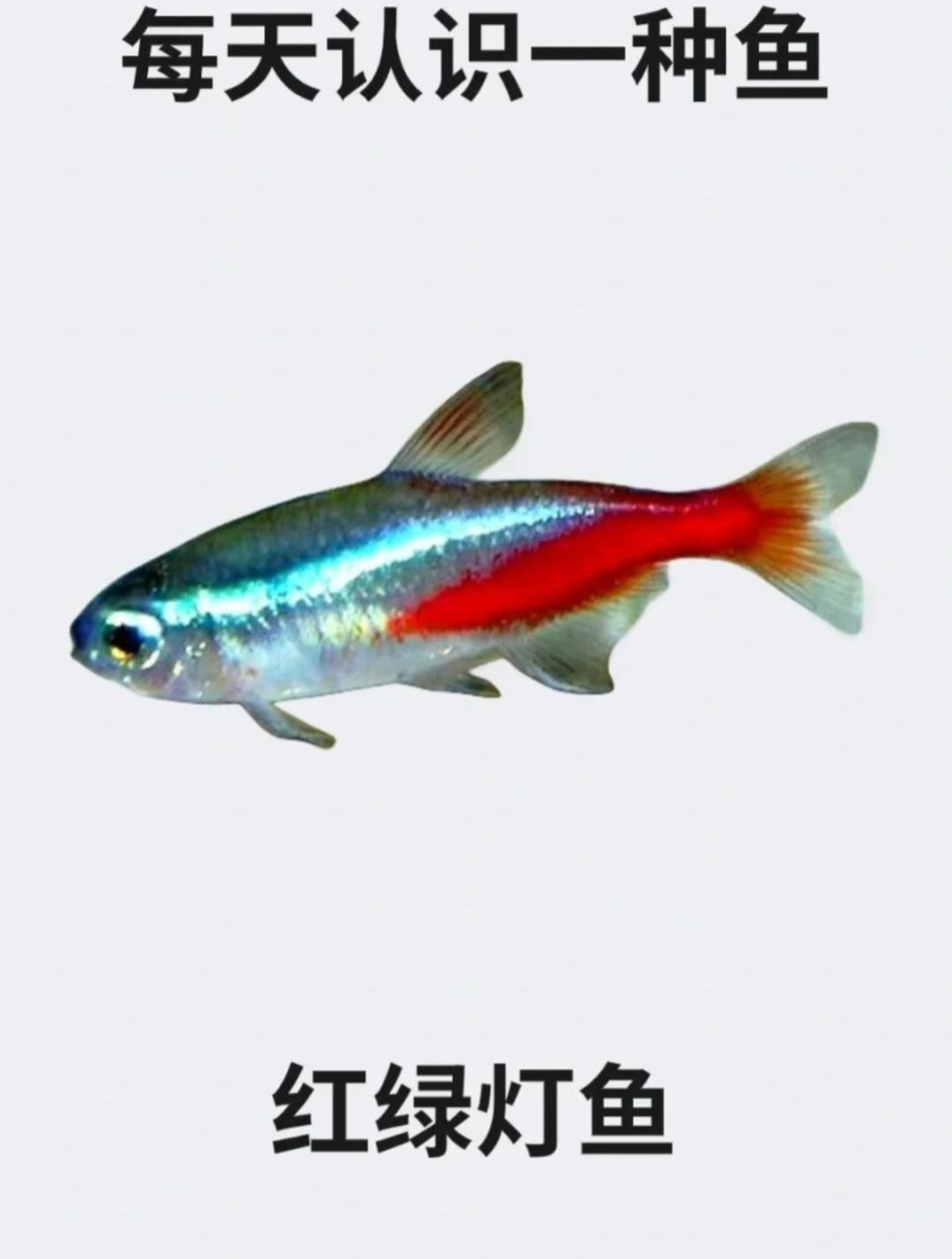 每天认识一种鱼之红绿灯鱼