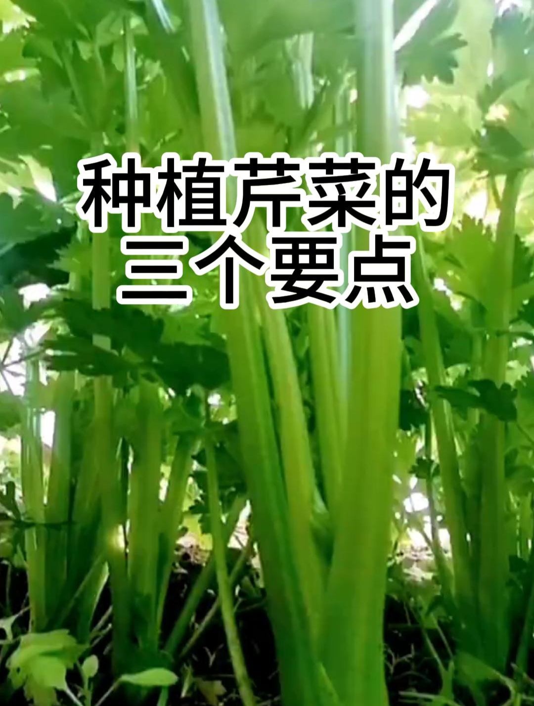 掌握这三步芹菜产量高,口感还好