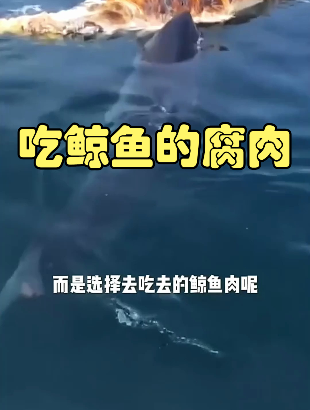 为什么鲨鱼不吃新鲜的食物,而喜欢吃鲸鱼的腐肉