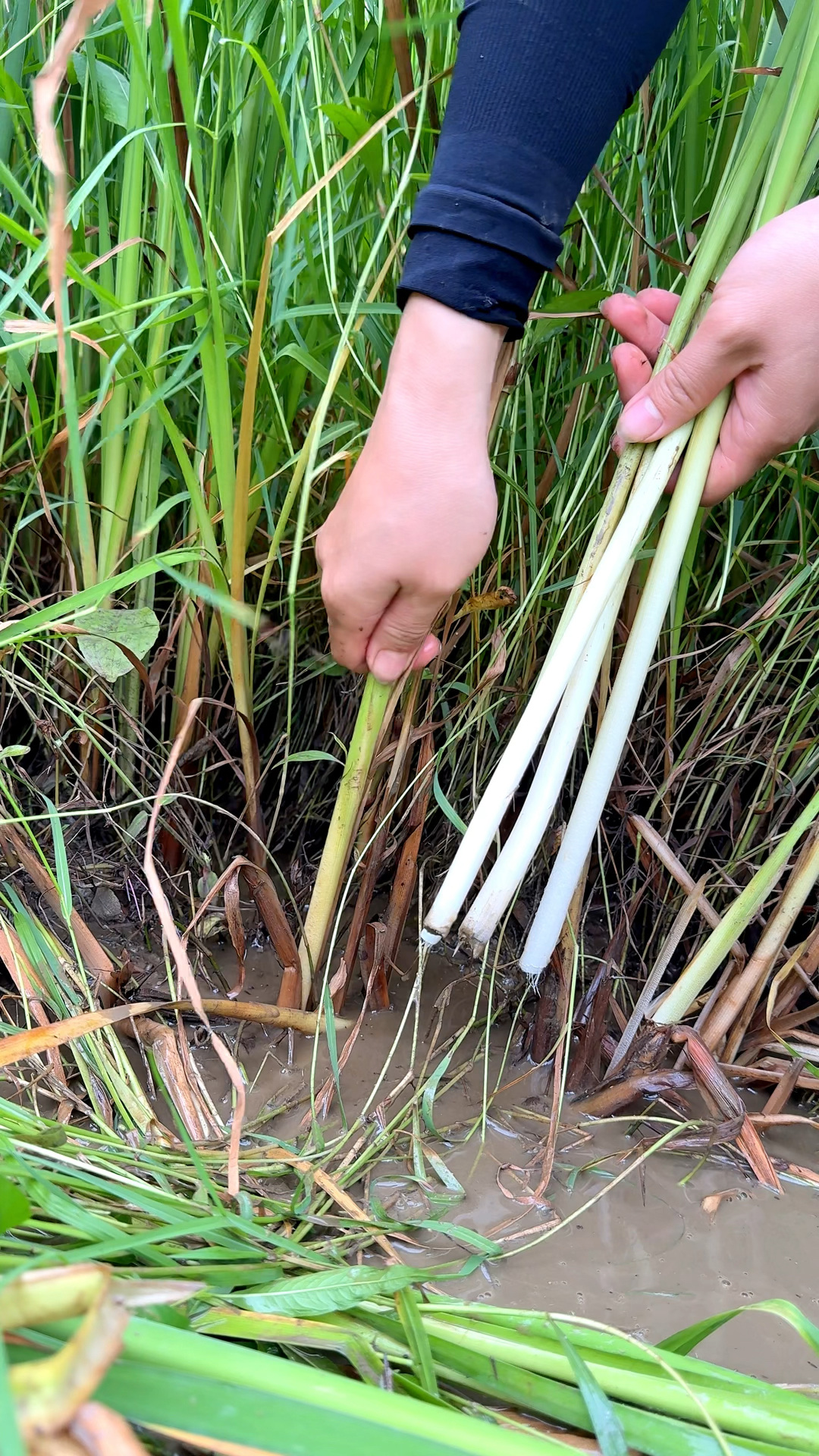 香蒲刚长出来不久,嫩茎最为鲜嫩,蒲菜适合采摘