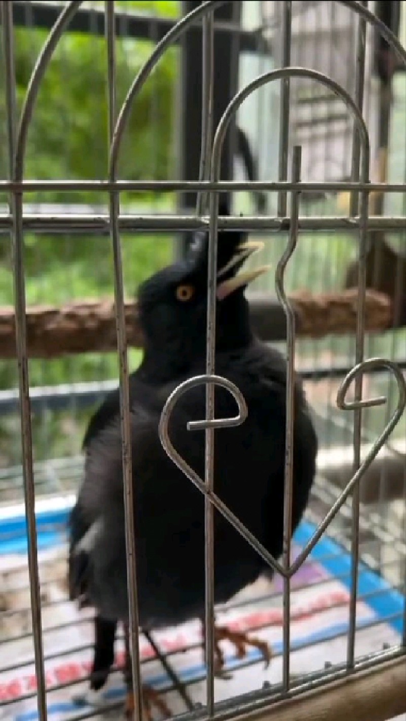 徒弟王思聪养的八哥鸟
