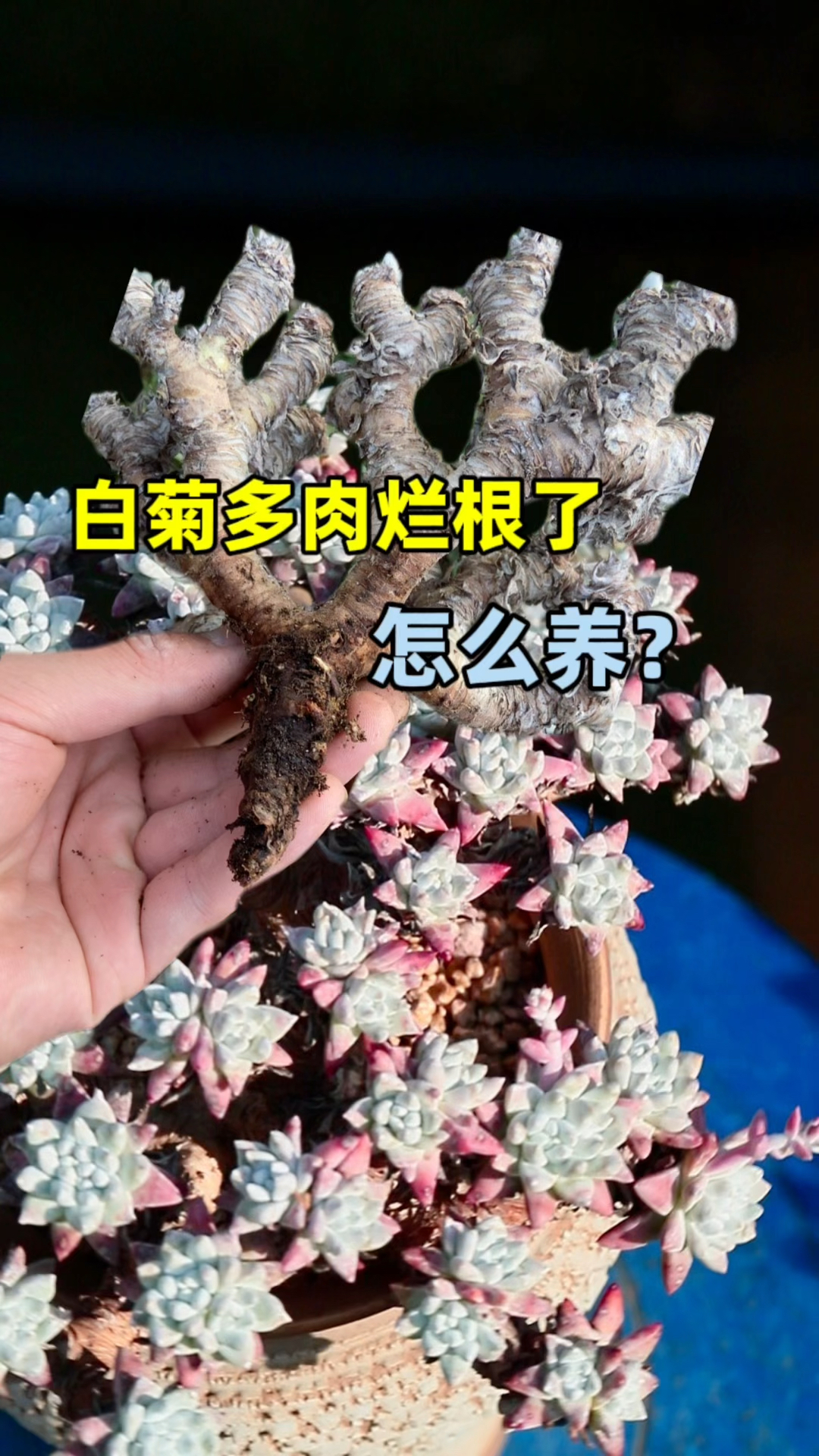多肉仙女杯白菊烂根了怎么养回来