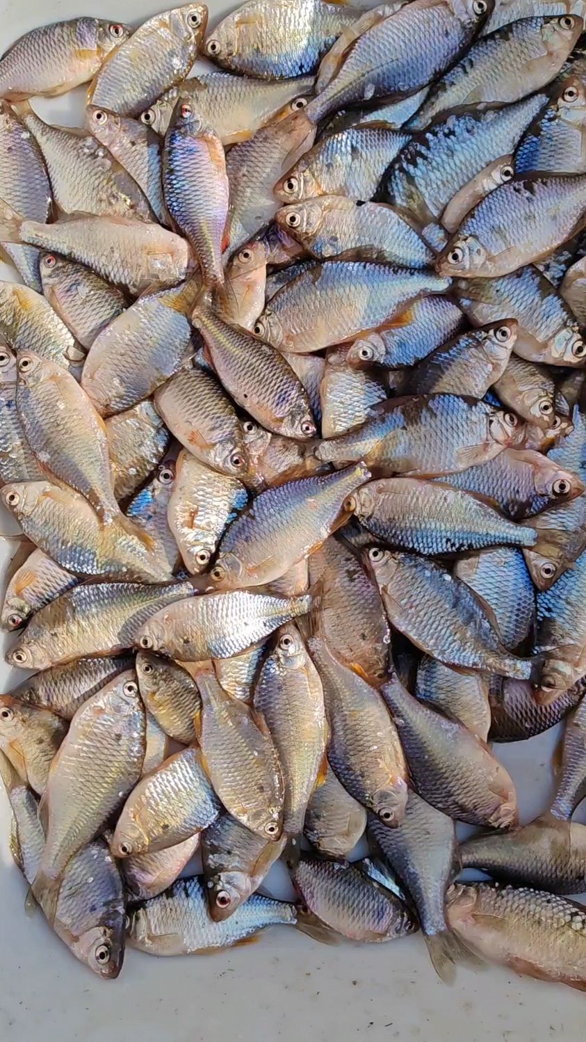 松花江刚出水的葫芦籽鱼,嘎嘎新鲜,数量不多,开整