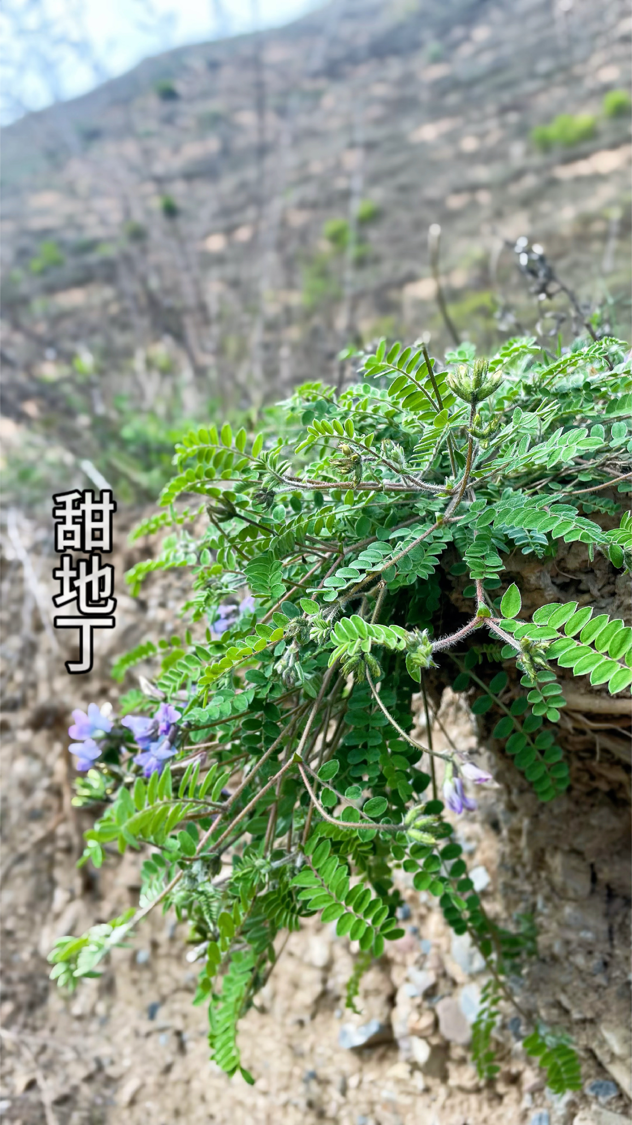 甜地丁也叫紫花地丁,学名米口袋,它的嫩芽也是一种非常好的野菜