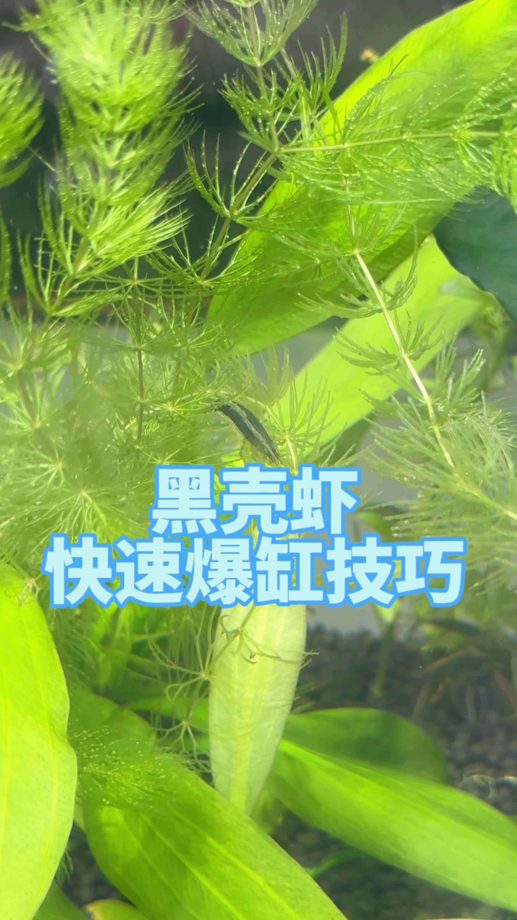 我的黑壳虾养到爆缸,为什么你却养不活#教程 #观赏鱼 #养鱼日记