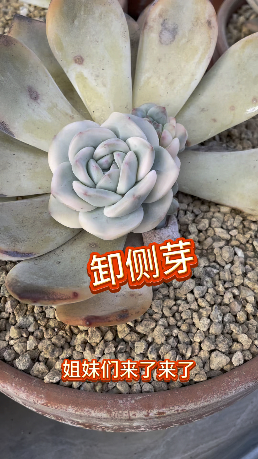 技术篇:韩国宽叶梦露锦底座卸侧芽,知道为啥要带一片叶片下来吗?#多肉植物