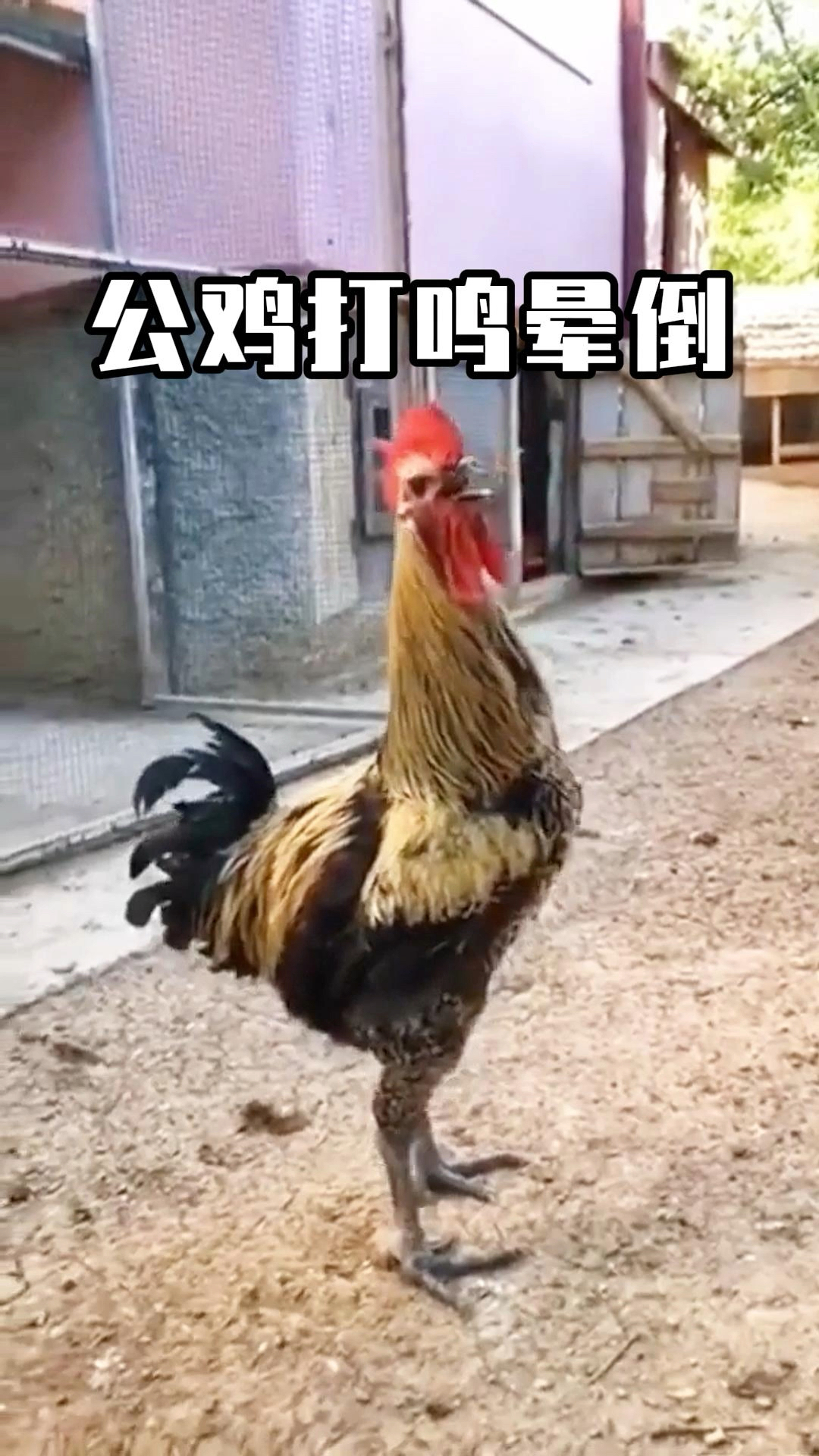 公鸡打鸣不喘息,最后一头栽倒在地