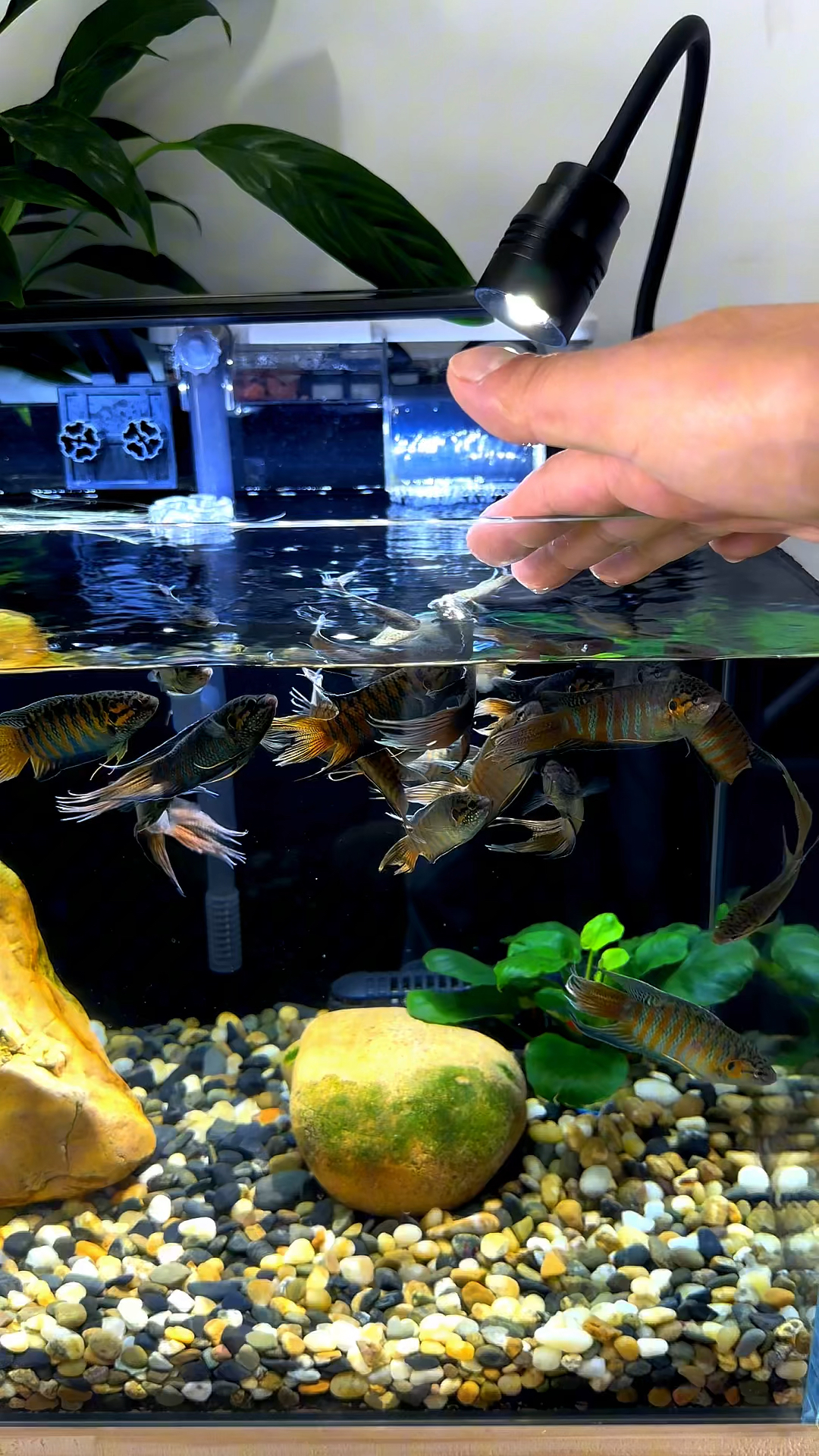 斗鱼突然出现一截白一截黑,那是因为感冒了,怎么办呢?